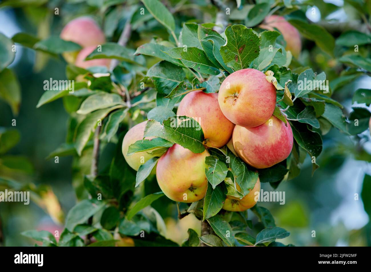 Gruppe von reifen roten Äpfeln auf einem Baum mit grünen Blättern. Biologische, gesunde Früchte wachsen auf einem Obstbaumbaum auf einem nachhaltigen Bauernhof oder Garten Stockfoto