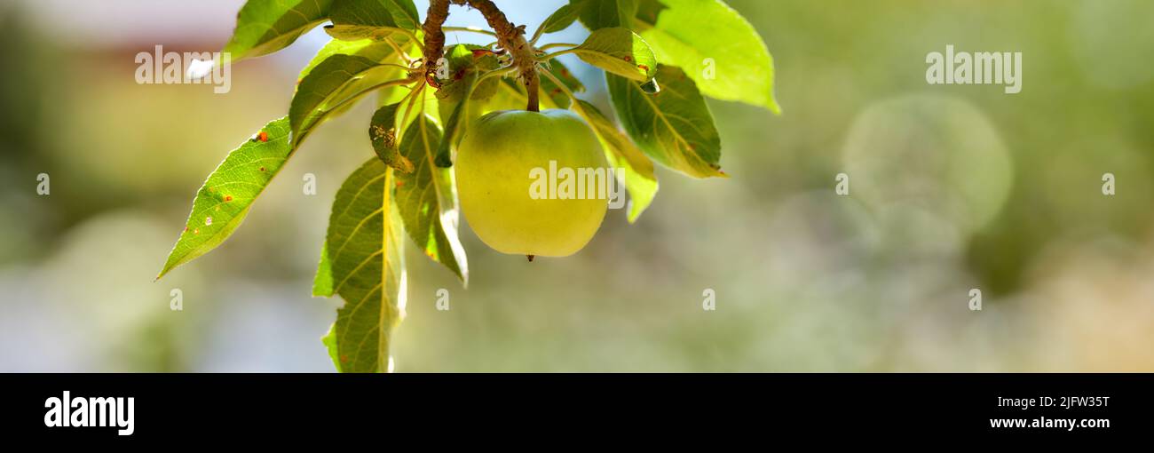 Weitwinkel von einzelnen grünen Apfel isoliert vor einem Bokeh grünen Hintergrund. Die Früchte und die Blätter hängen auf dem Ast des Baumes im Obstgarten draußen. Frisch Stockfoto
