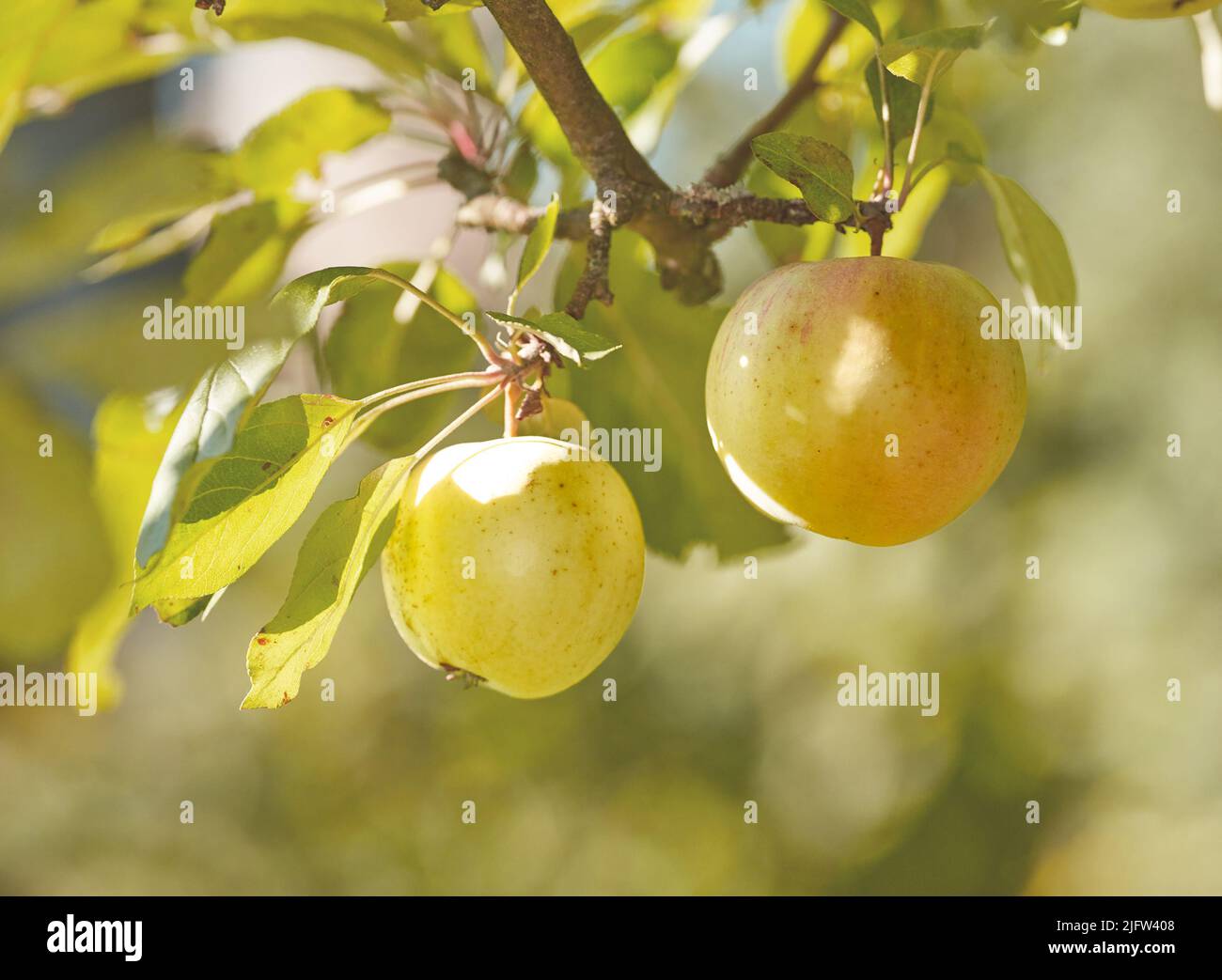 Nahaufnahme eines einzelnen grünen Apfels, isoliert auf einem grünen Bokeh-Hintergrund. Die Früchte und die Blätter, die auf dem Ast des Baumes im Obstgarten draußen hängen. Frisch Stockfoto