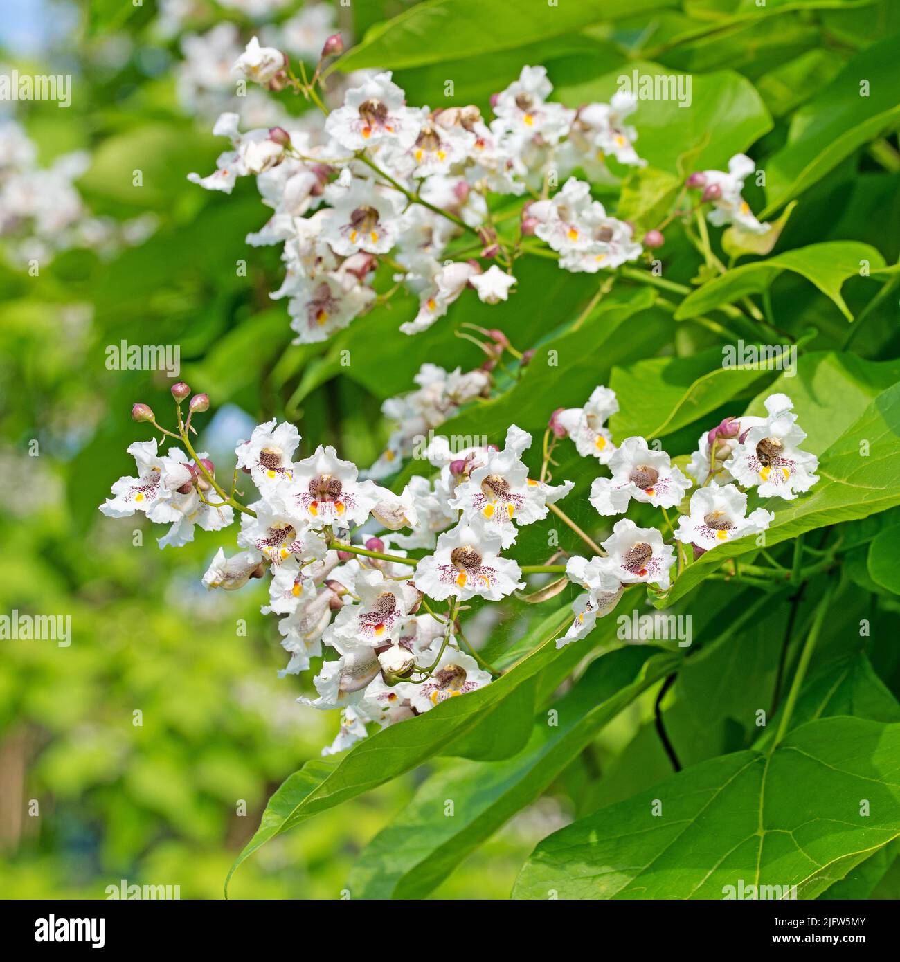 Blühender Bohnenbaum, Catalpa, im Sommer Stockfoto