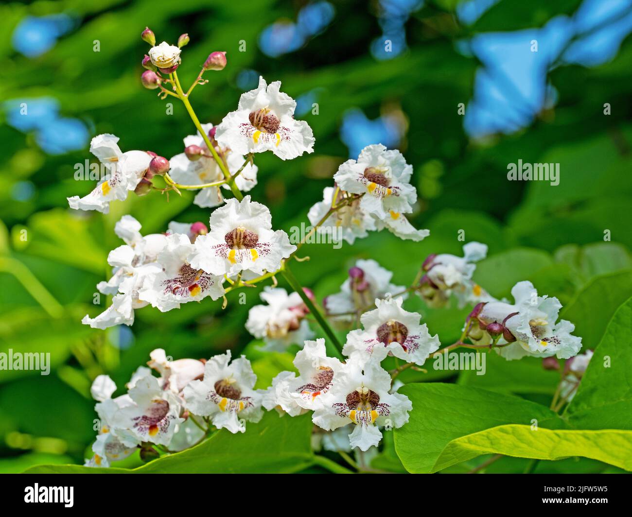 Blühender Bohnenbaum, Catalpa, im Sommer Stockfoto