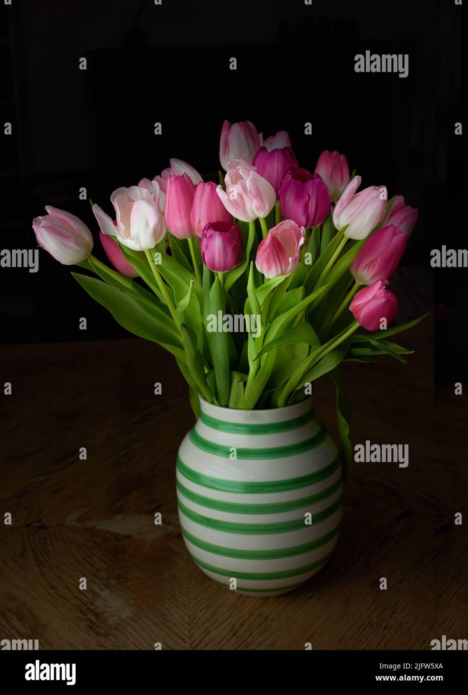 Rosafarbene Tulpen in Keramik-Vasenhalter isoliert auf schwarzem Hintergrund im Studio mit Kopierraum. Topfpflanze aus lebendigen, blühenden, blühenden Blumen Stockfoto