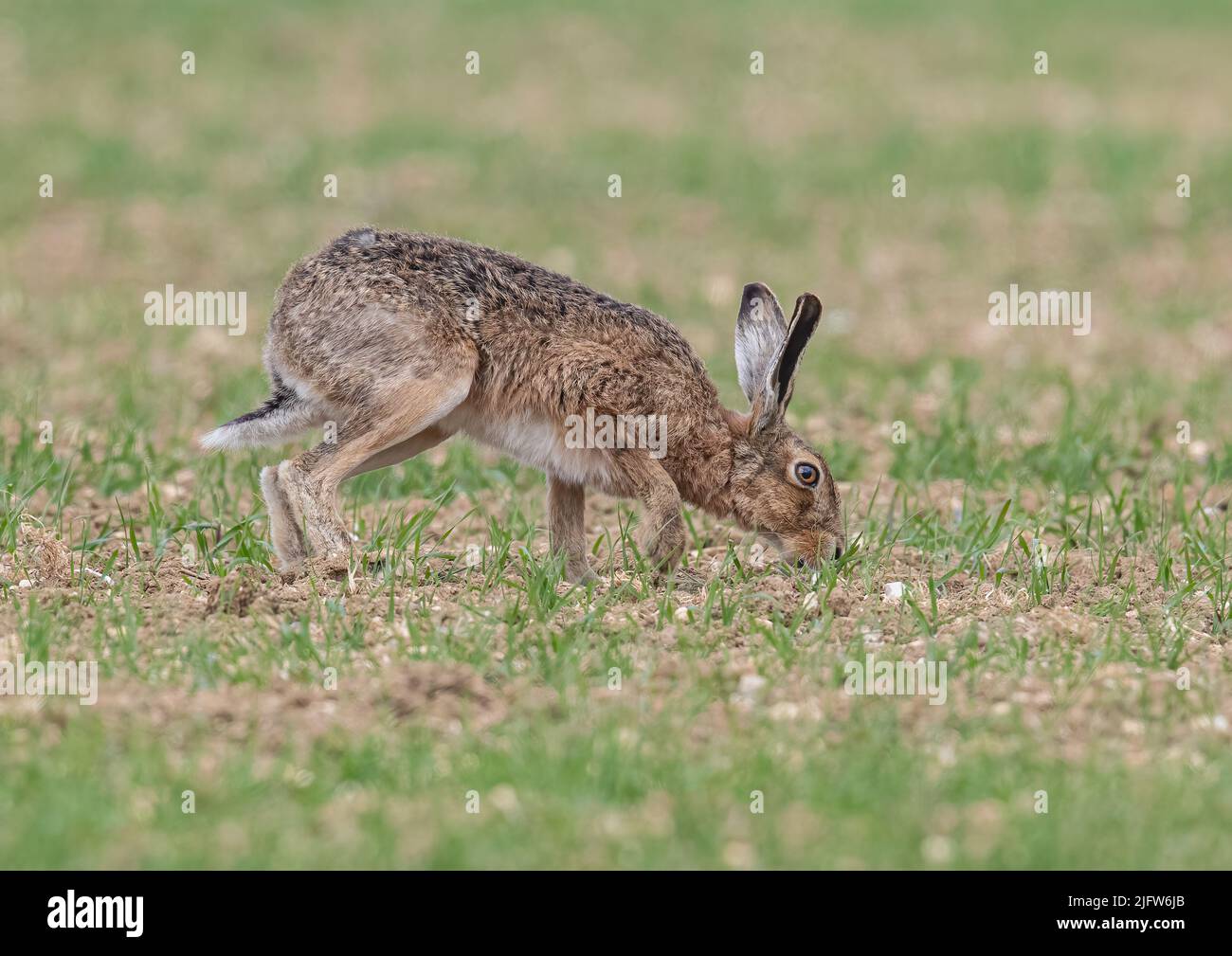 Eine Nahaufnahme eines wilden braunen Hase, aus der Nähe der Farmer Frühjahrsgerstenernte. Nase nach unten riechend für Weibchen.Suffolk, UK. Stockfoto