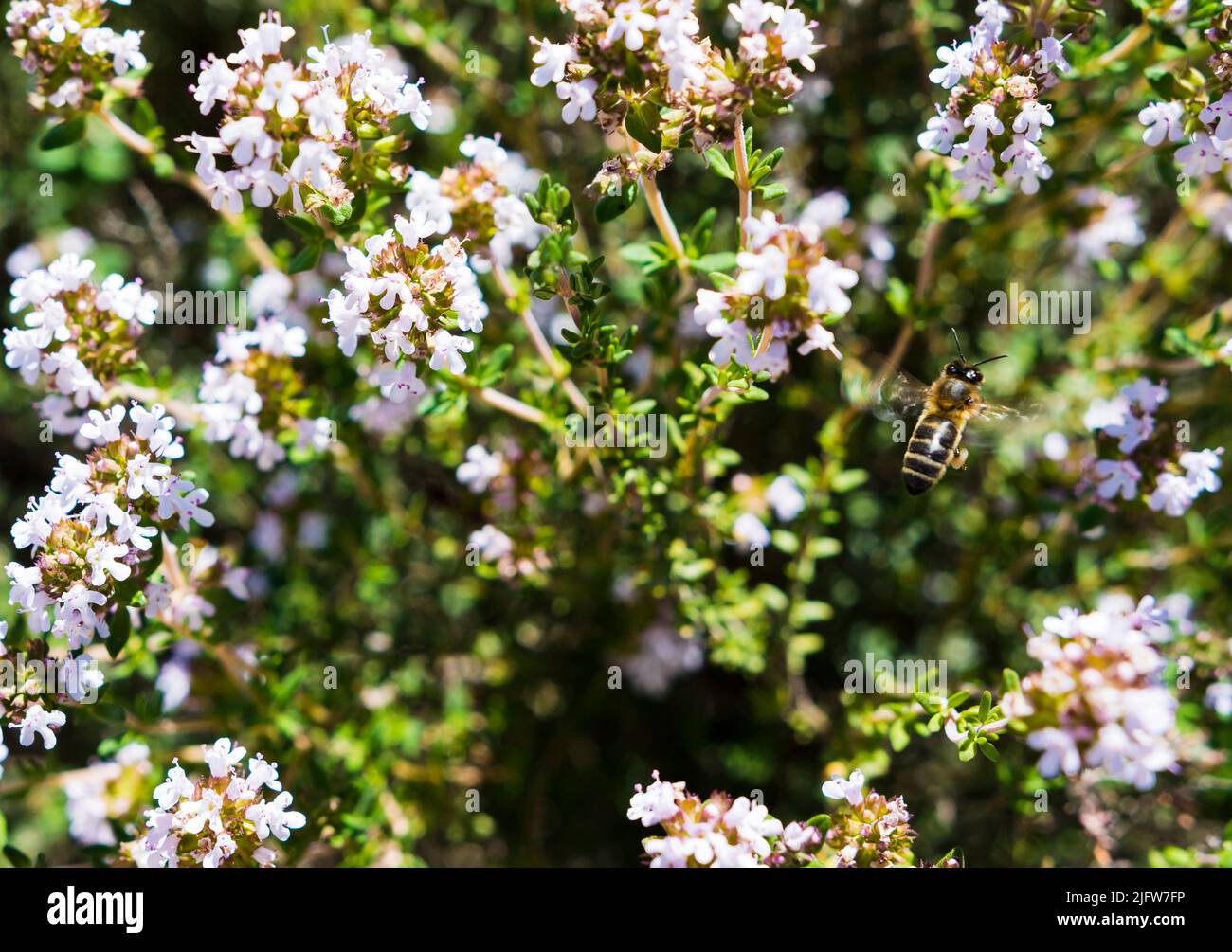 Eine Biene, die die Vegetation bestäubt. Bardenas Reales Naturpark. Navarra, Spanien, Europa Stockfoto