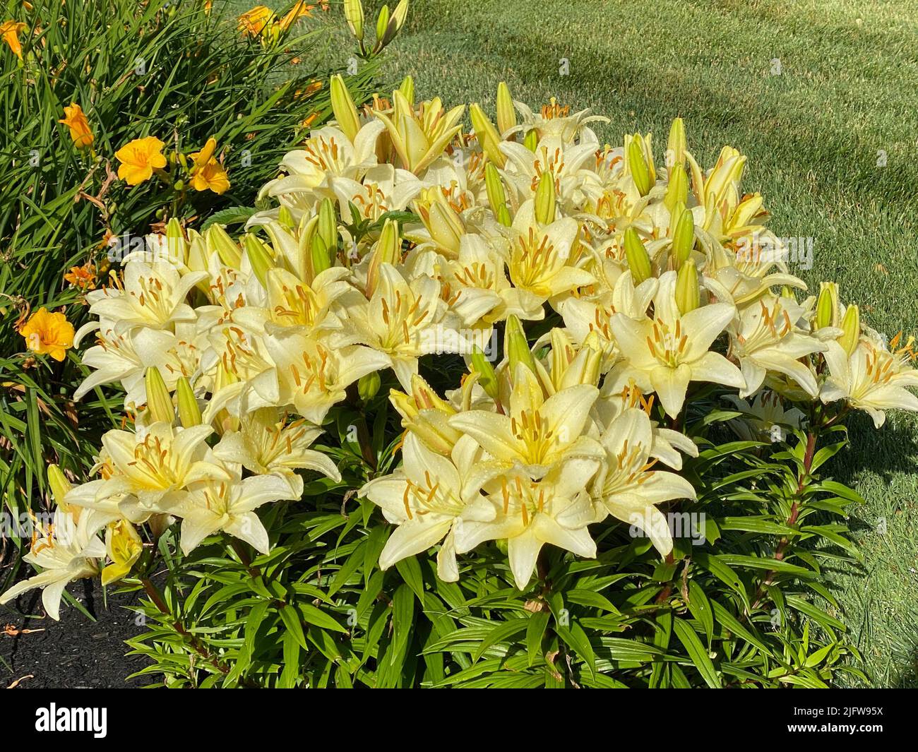 Gärten mit hellen Blumen sind ein herrlicher Teil des Frühlings und Sommers Stockfoto