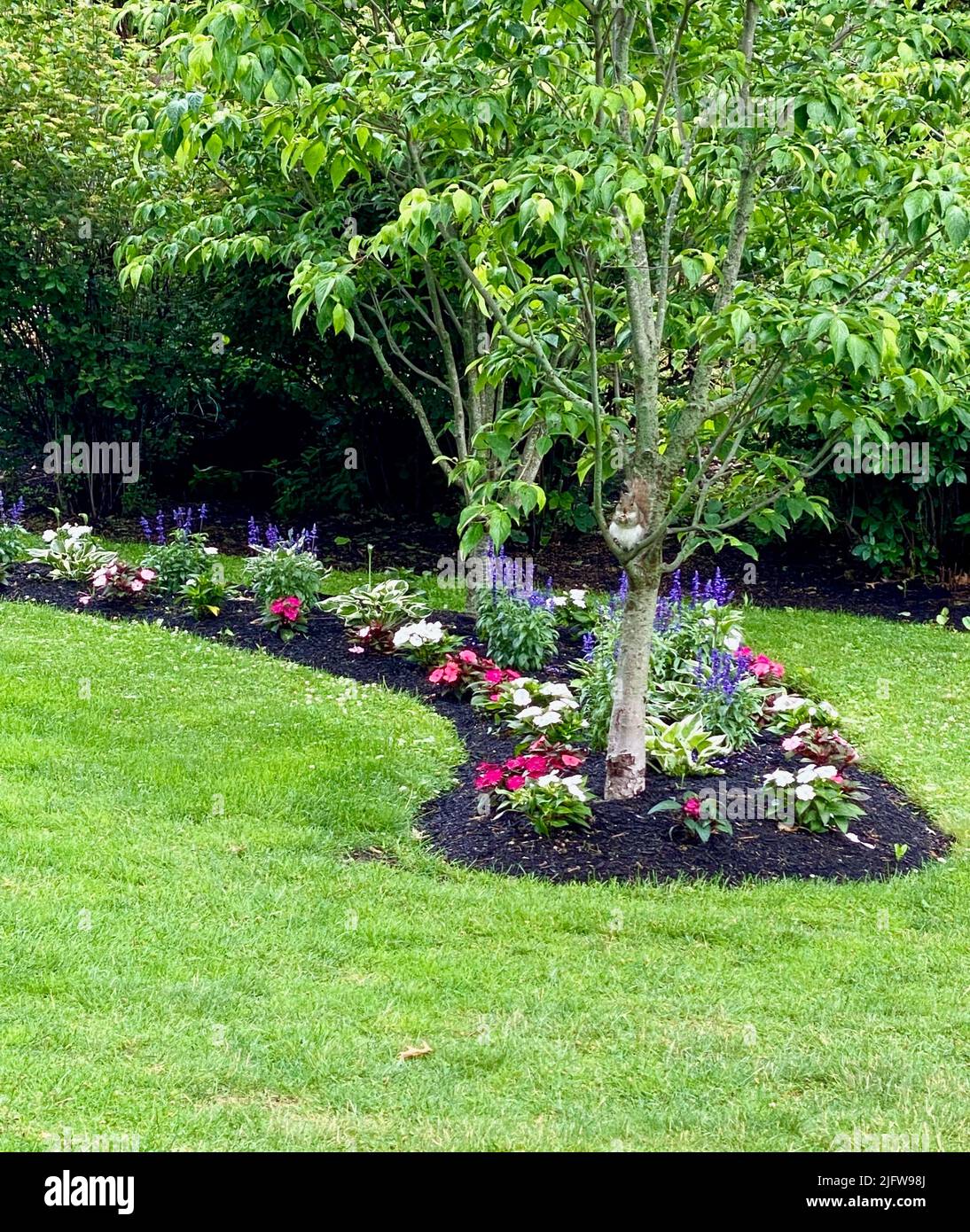 Gärten mit hellen Blumen sind ein herrlicher Teil des Frühlings und Sommers Stockfoto