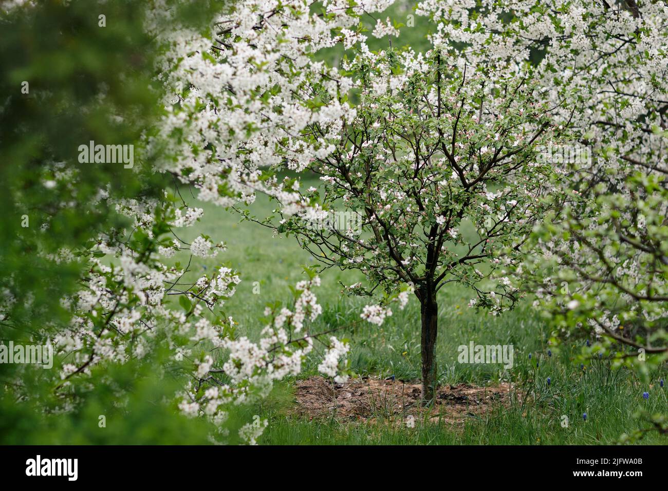 Blühender Baum Frühling Garten blühende Kirsche Stockfoto