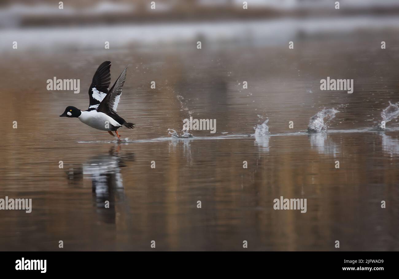 Eine gewöhnliche Goldeneye-Ente, die im Fluss fliege Stockfoto