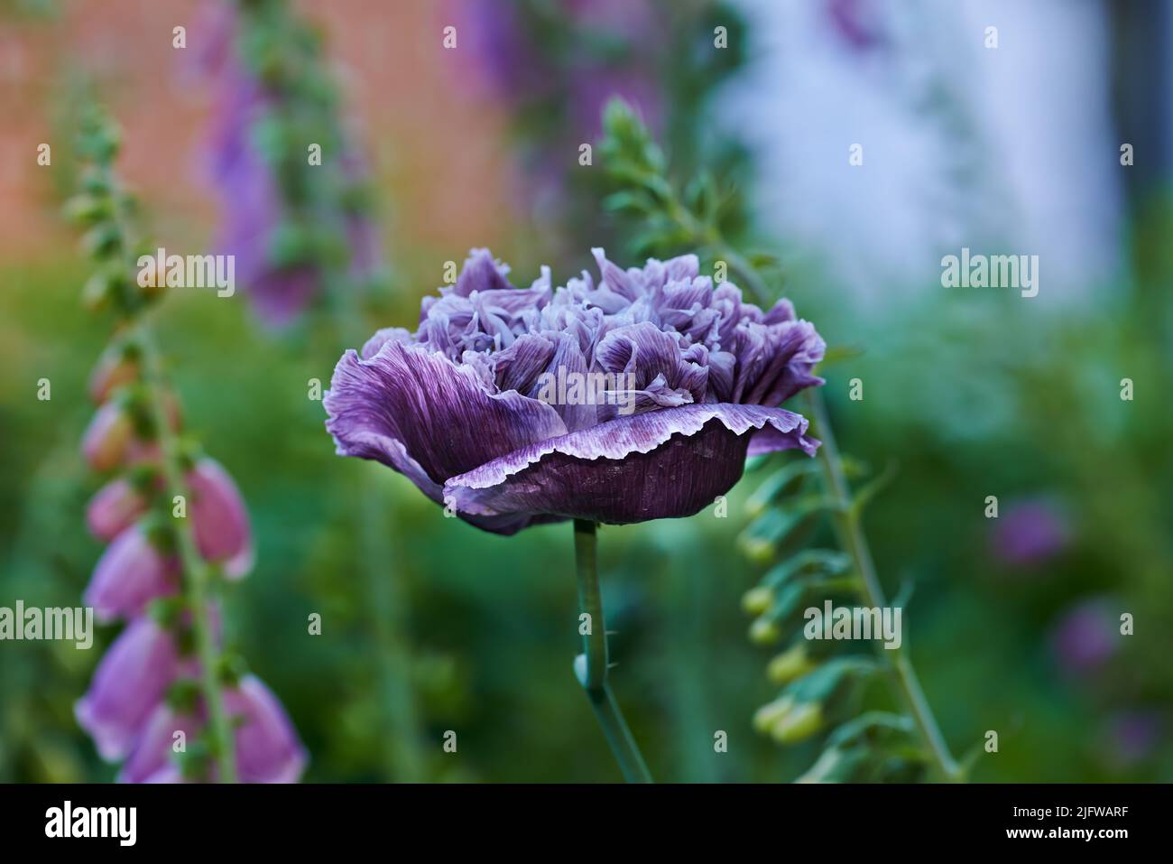 In einem wilden Feld blühen Blüten von lila Mohnblumen. Schönes Mohnfeld mit selektivem Fokus. Farbenfrohe, violette Mohnblumen in weichem Licht. Lichtung Stockfoto
