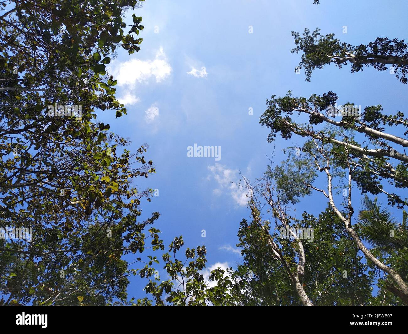 Blick in einen niedrigen Winkel auf hohe Bäume in einem Wald mit grünen Blättern über dem blauen Himmel. Sommerzeit und schönes Wetter. Stockfoto