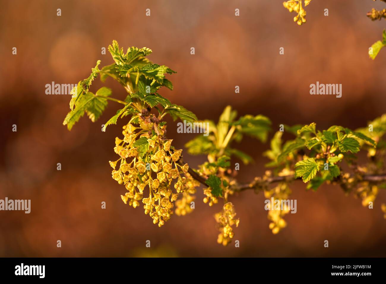 Makroaufnahme der blühenden gelb-grünen Blüten der roten Johannisbeeren und der kleinen blühenden Beeren auf dem Ast. Ein Portraitbild einer gelben Blume mit kleinen Stockfoto