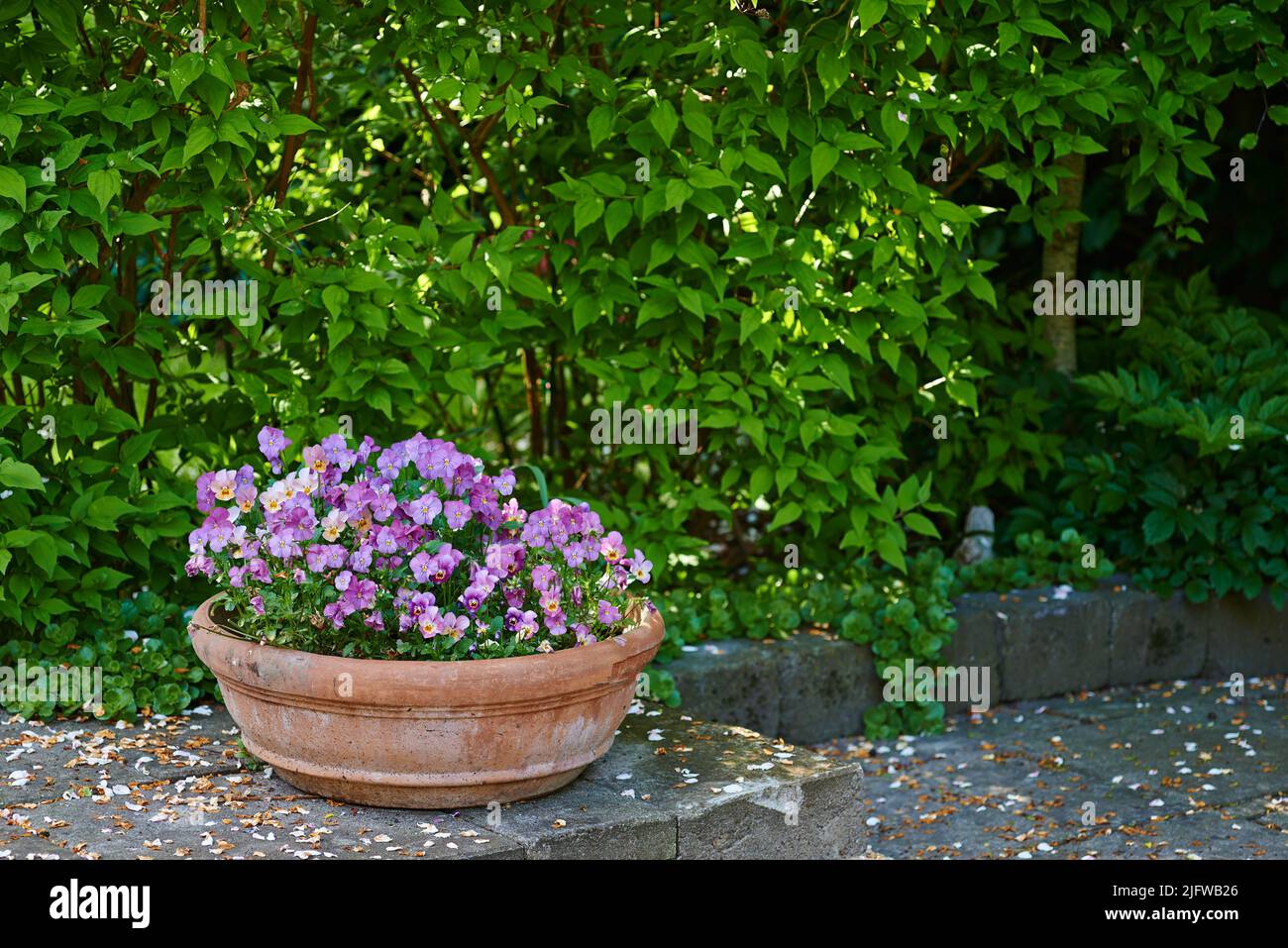 Stiefmütterchen wachsen in einer Vase im Garten im Garten im Sommer. Schöne Hybridpflanze, die im Frühling im Freien in einem Blumentopf auf einem Rasen blüht. Winzig blühend Stockfoto