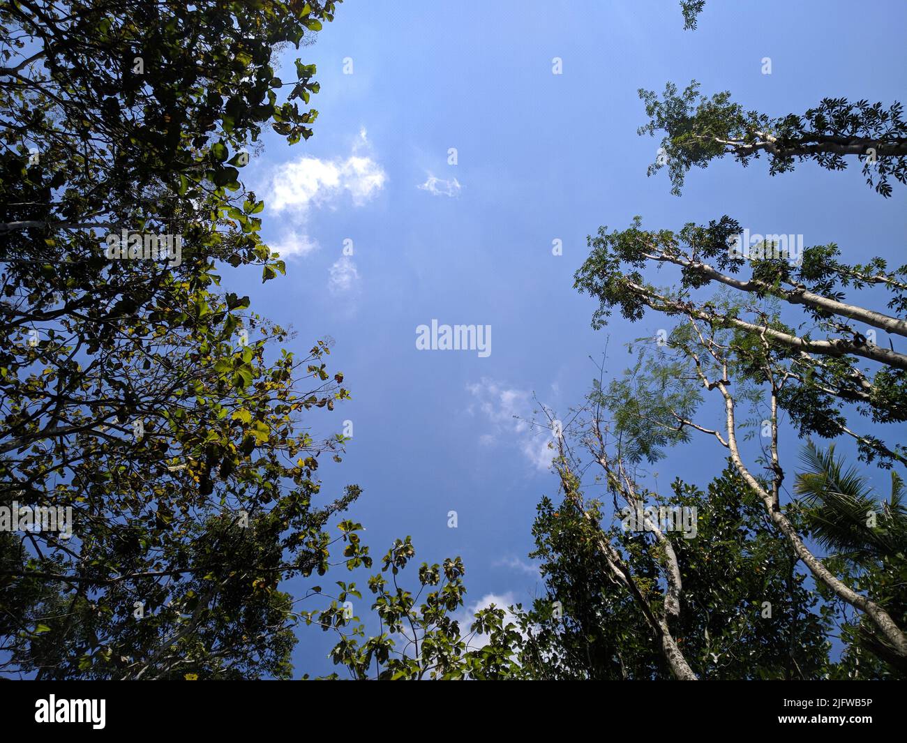 Blick in einen niedrigen Winkel auf hohe Bäume in einem Wald mit grünen Blättern über dem blauen Himmel. Sommerzeit und schönes Wetter. Stockfoto