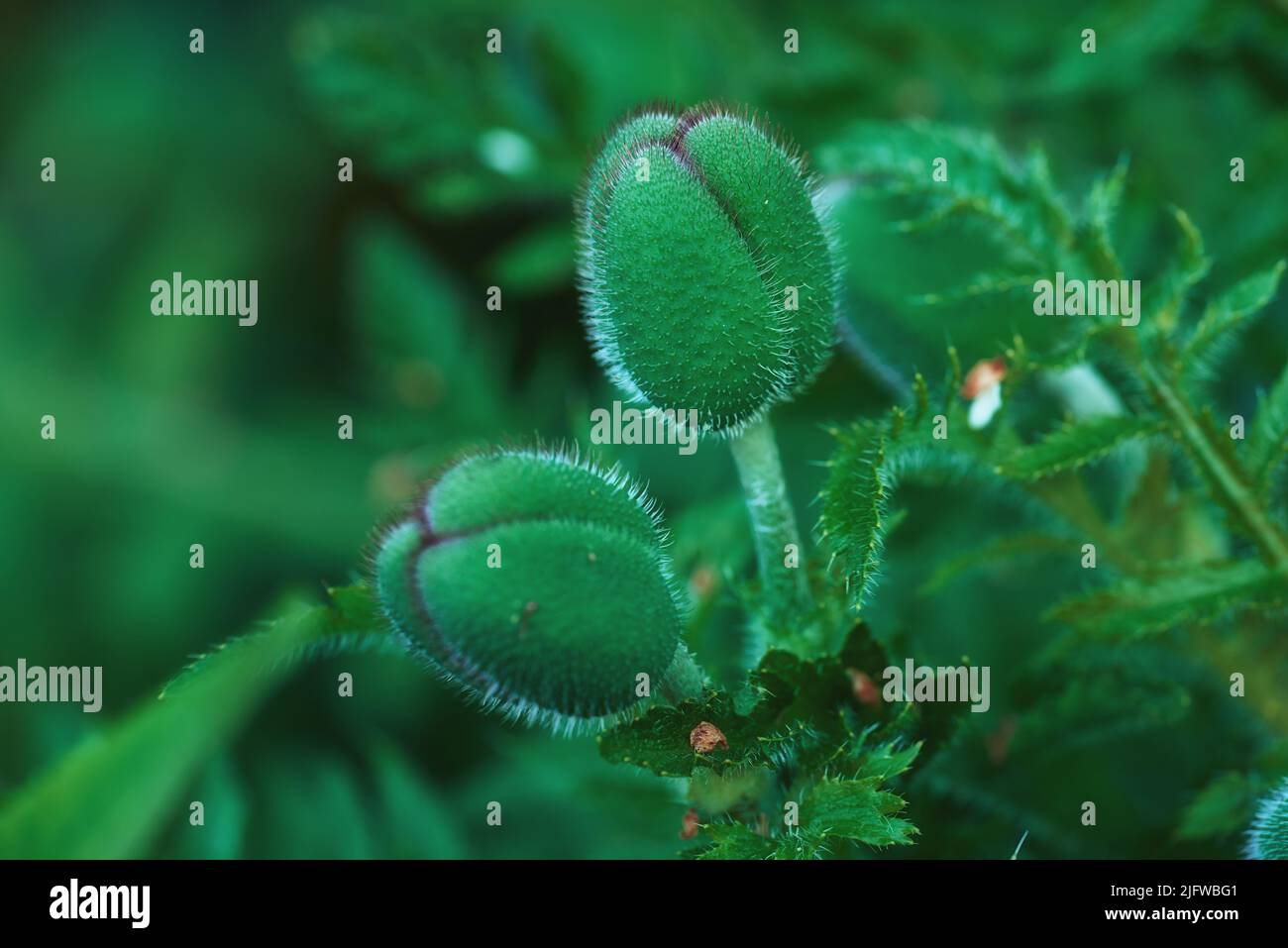 Makro Natur Foto von blühenden Mohnblumen. Vergrößertes Bild einer ungeöffneten Knospe auf Blättern. Ein Blick auf den Blühprozess einer Pflanze. Wunderschöne, verwackelte Aufnahme Stockfoto