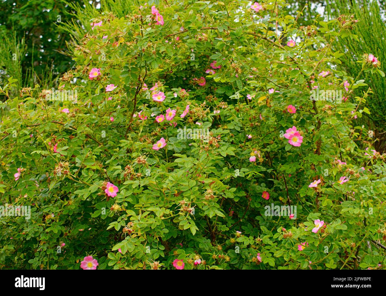 HUNDEROSE ROSA CANINA MIT EINER VIELZAHL VON ROSA BLÜTEN HIGHLAND SCOTLAND JULI Stockfoto