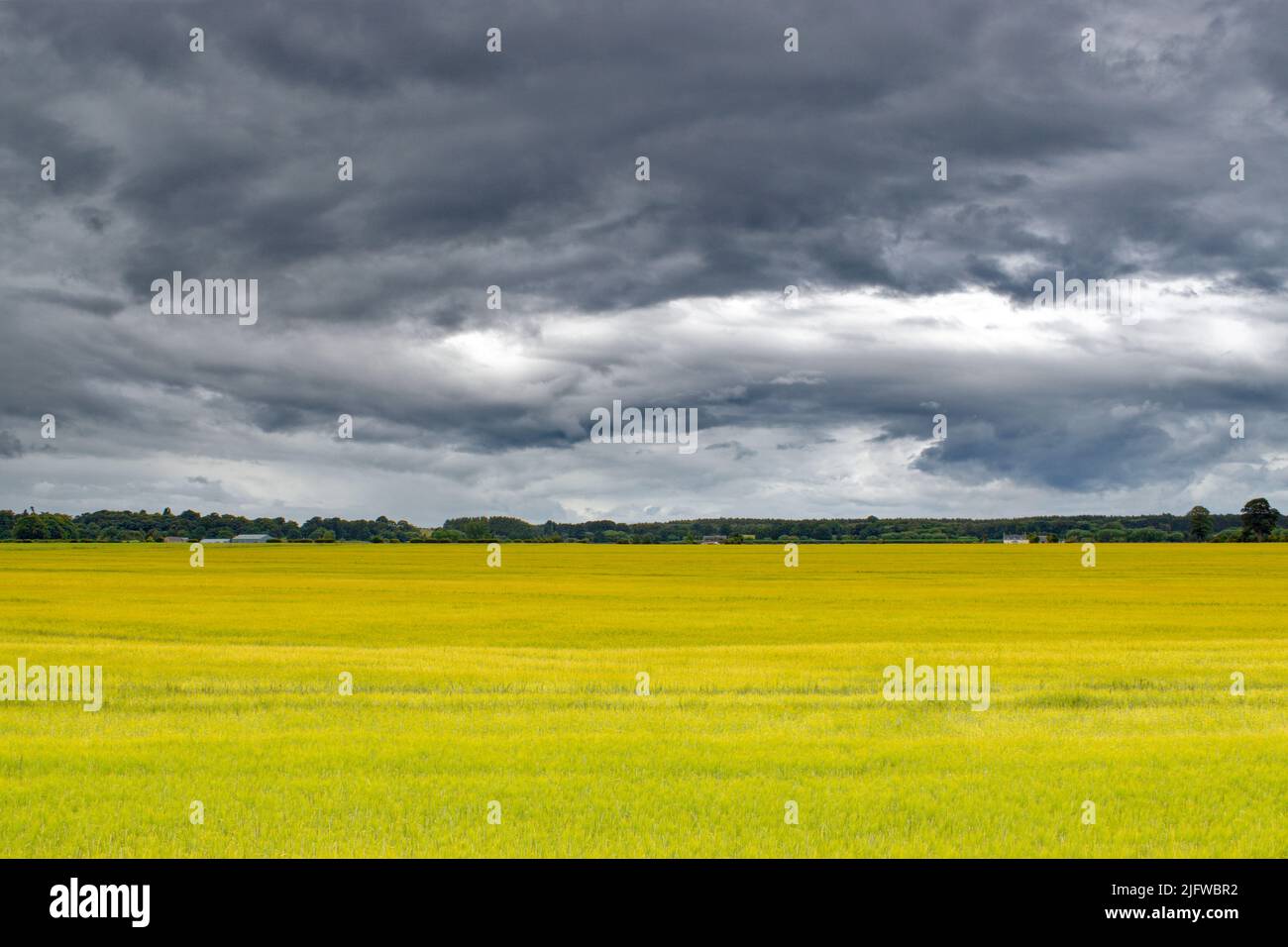 FELD DER REIFENDEN GERSTE IM JULI SCHOTTLAND Stockfoto