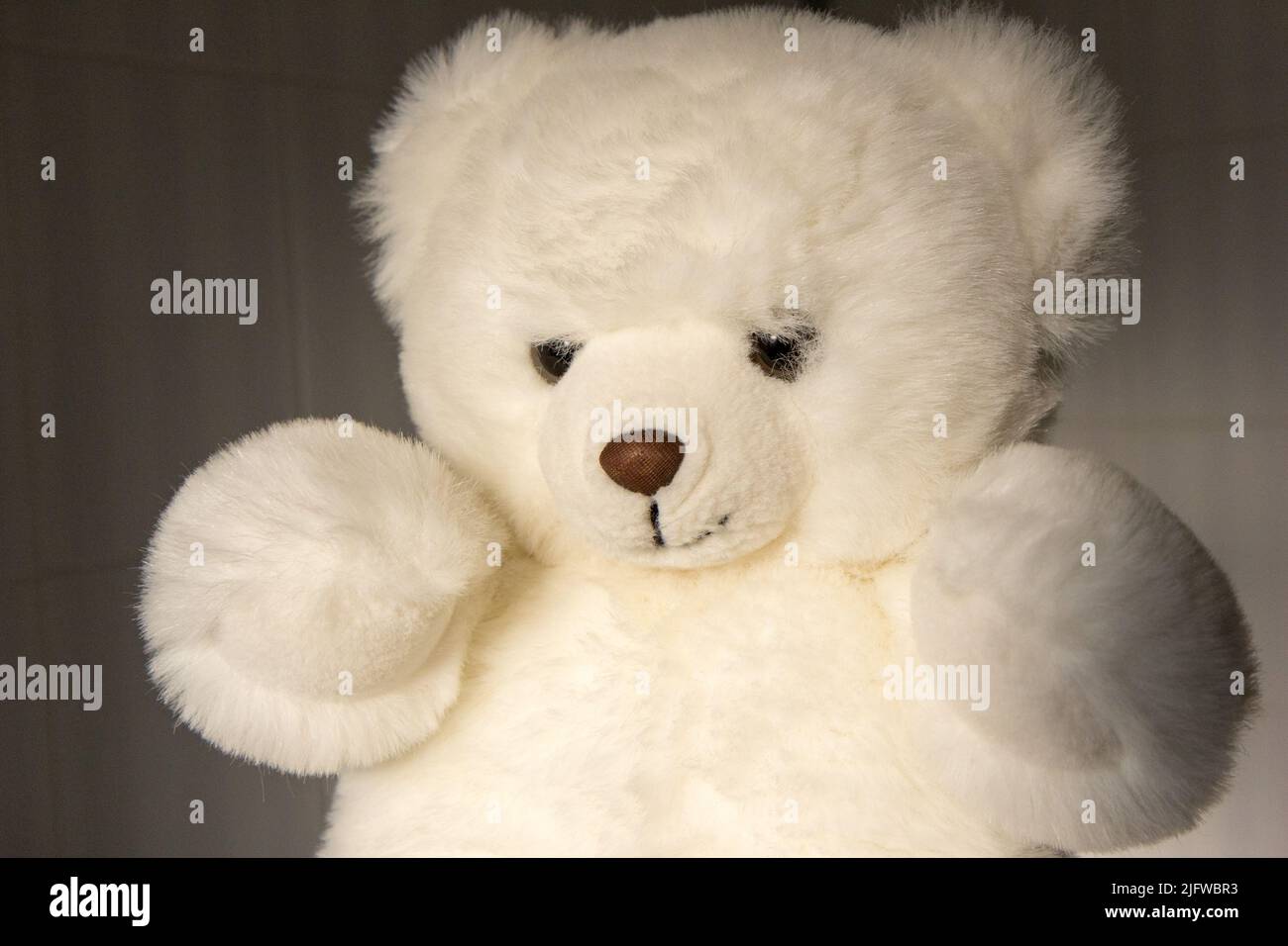 Ein flauschiger weißer Teddybär Stockfoto