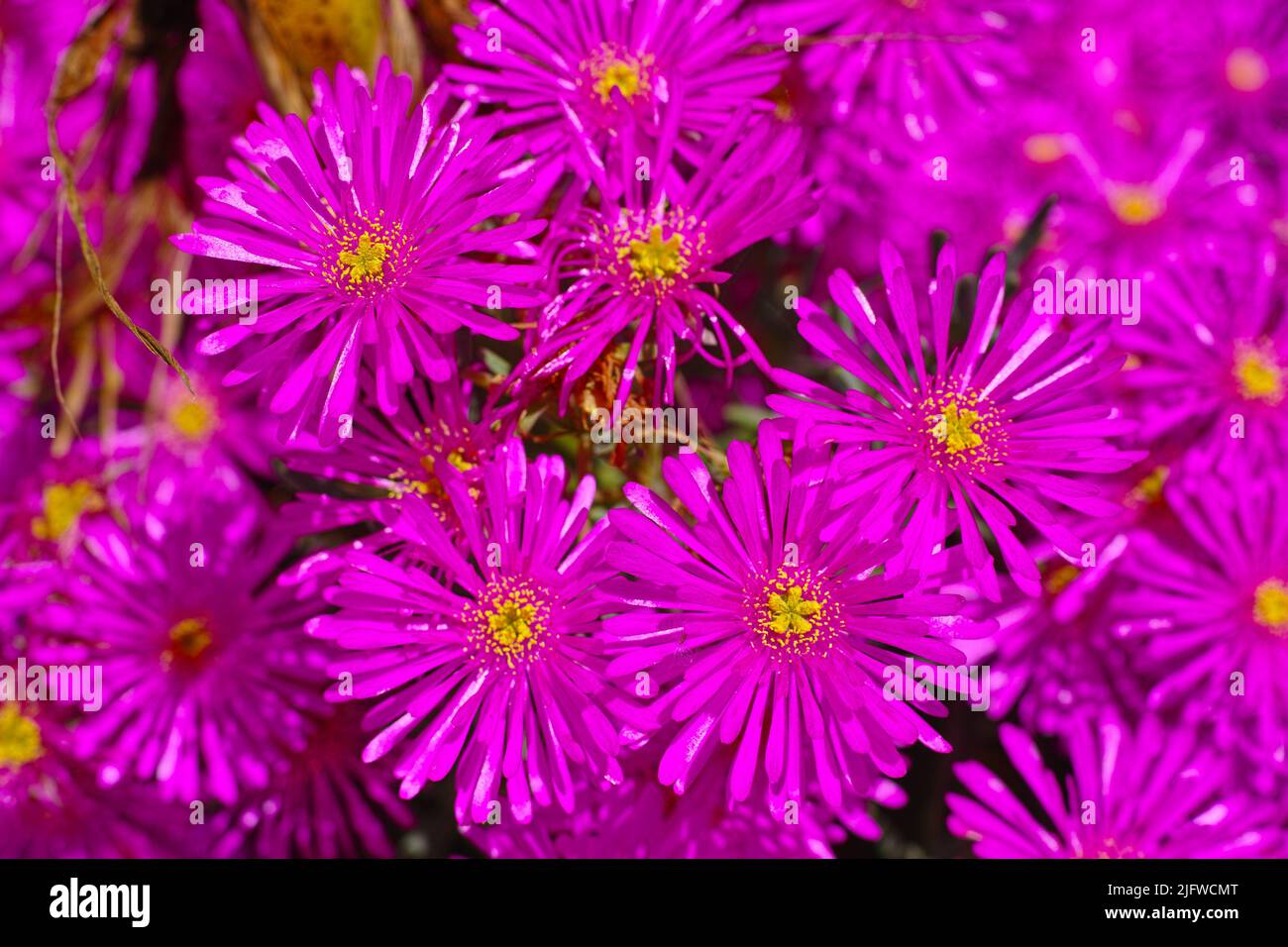 Nahaufnahme von oben Ansicht der Asterblumen, die im Sommer im grünen botanischen Garten wachsen. Blühende Pflanzen blühen in ihrer natürlichen Umgebung im Frühling ab Stockfoto