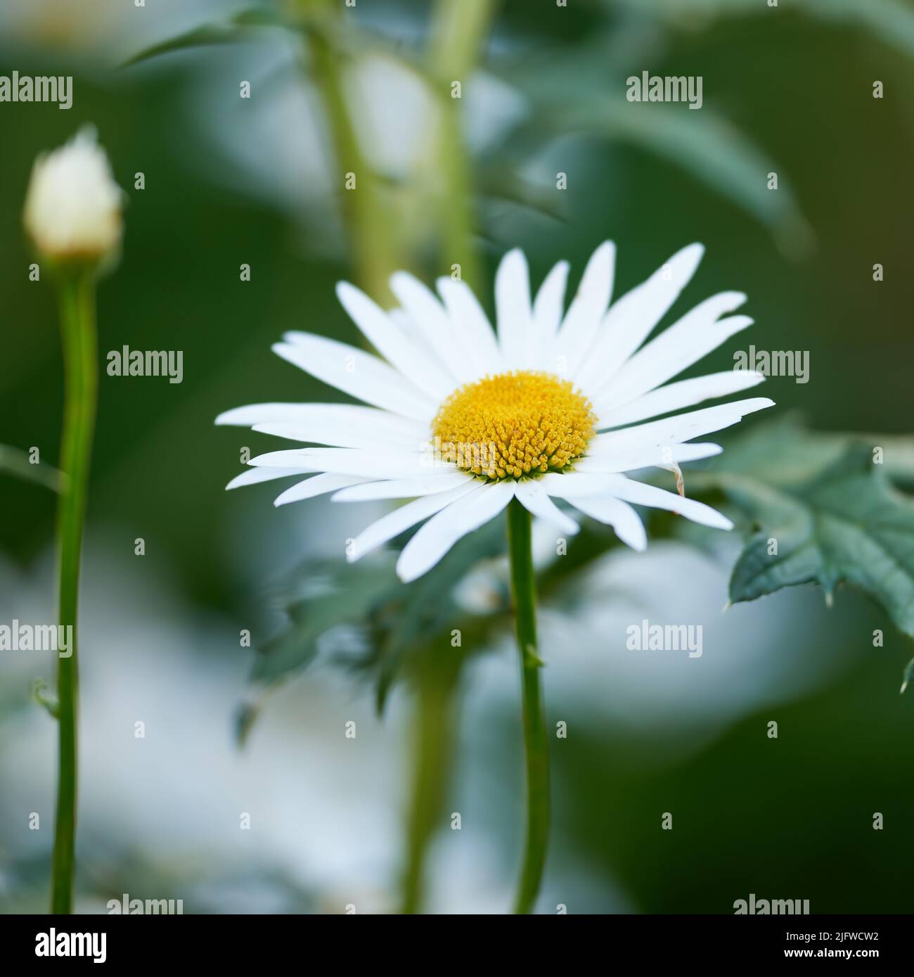 Grünes Gras und Kamille auf der Wiese. Natur im Frühling oder Sommer mit blühenden weißen Gänseblümchen. Weiche Nahaufnahme der Blütenblätter. Medizinisch Stockfoto