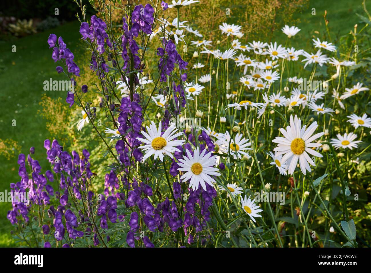 Ein Blick auf eine blühende lange gewöhnliche Gänseblümchen-Blume mit Aster. Blumen und weiße, violette Blütenblätter mit Dampf und gelbem Zentrum in Blüte und spätem Frühling Stockfoto