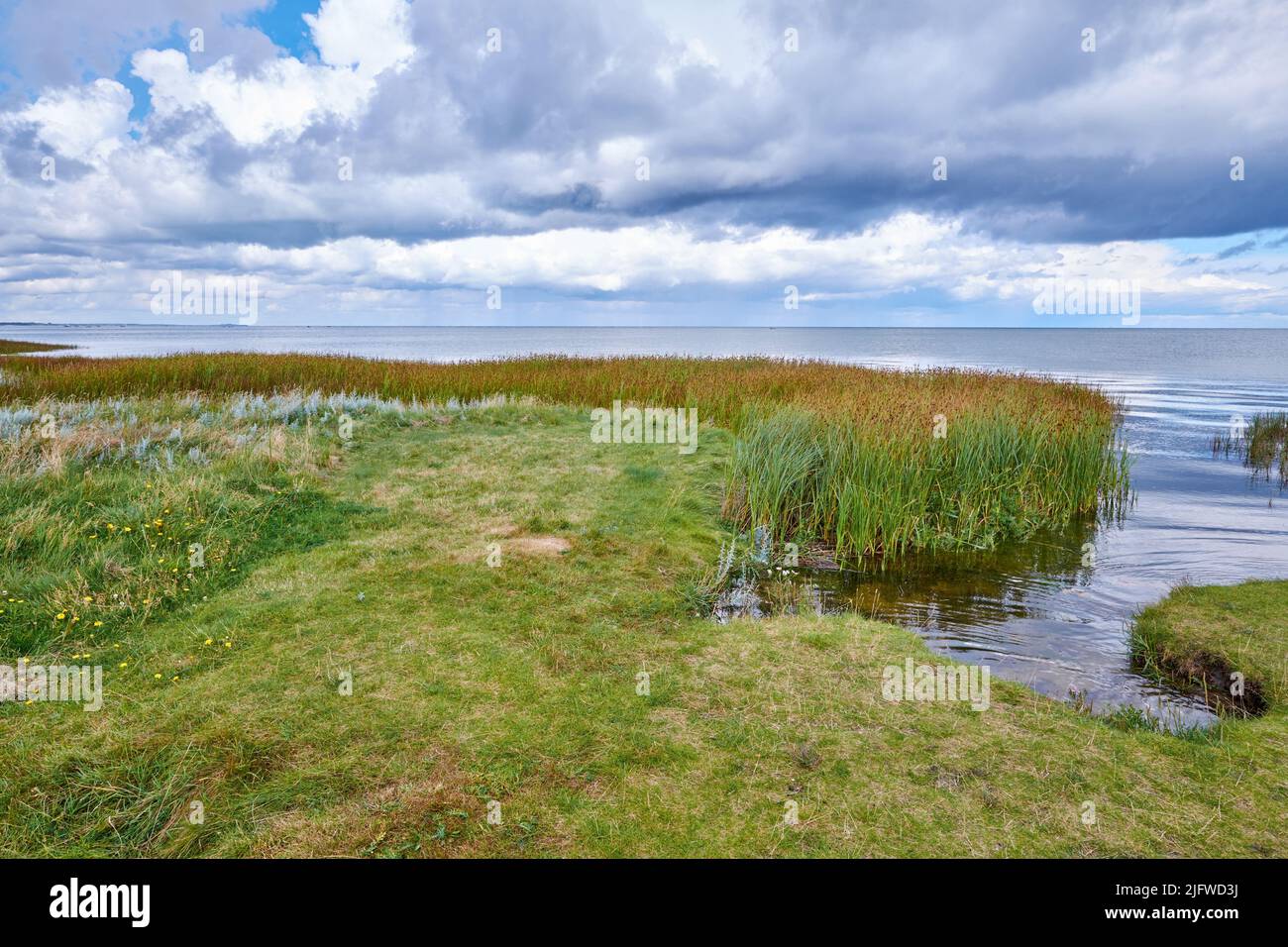 Landschaft von Sumpfsee mit Schilf gegen einen bewölkten Horizont. Grünes Feld von wildem Gras am Meer mit einem blauen Himmel in Dänemark. Eine friedliche Natur Stockfoto