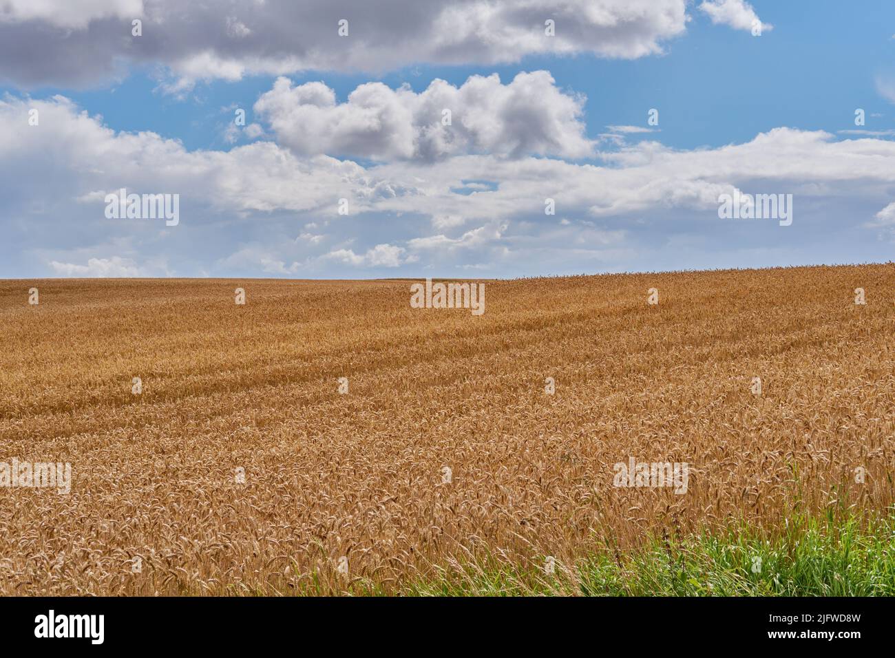 Landschaft eines geernteten Weizenfeldes an einem bewölkten Tag. Rustikales Farmland vor einem blauen Horizont. Braunkorn wächst im Sommer. Bio-Maisanbau in Stockfoto