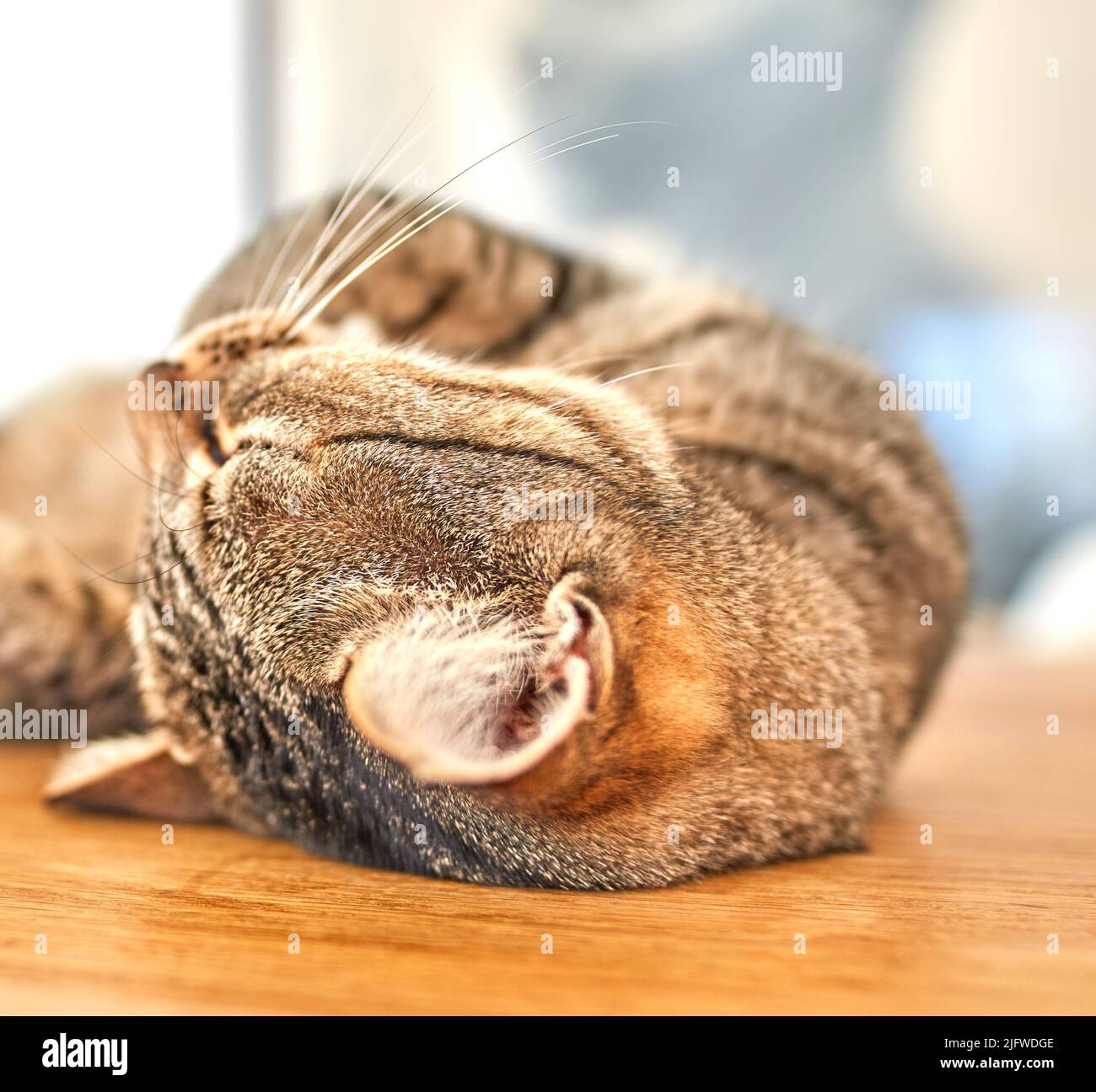 Niedliche graue gestromte Katze, die mit geschlossenen Augen auf dem Boden liegt. Nahaufnahme einer Katze mit langen Schnurrhaaren, schlafen oder ruhen zu Hause auf einer hölzernen Oberfläche Stockfoto
