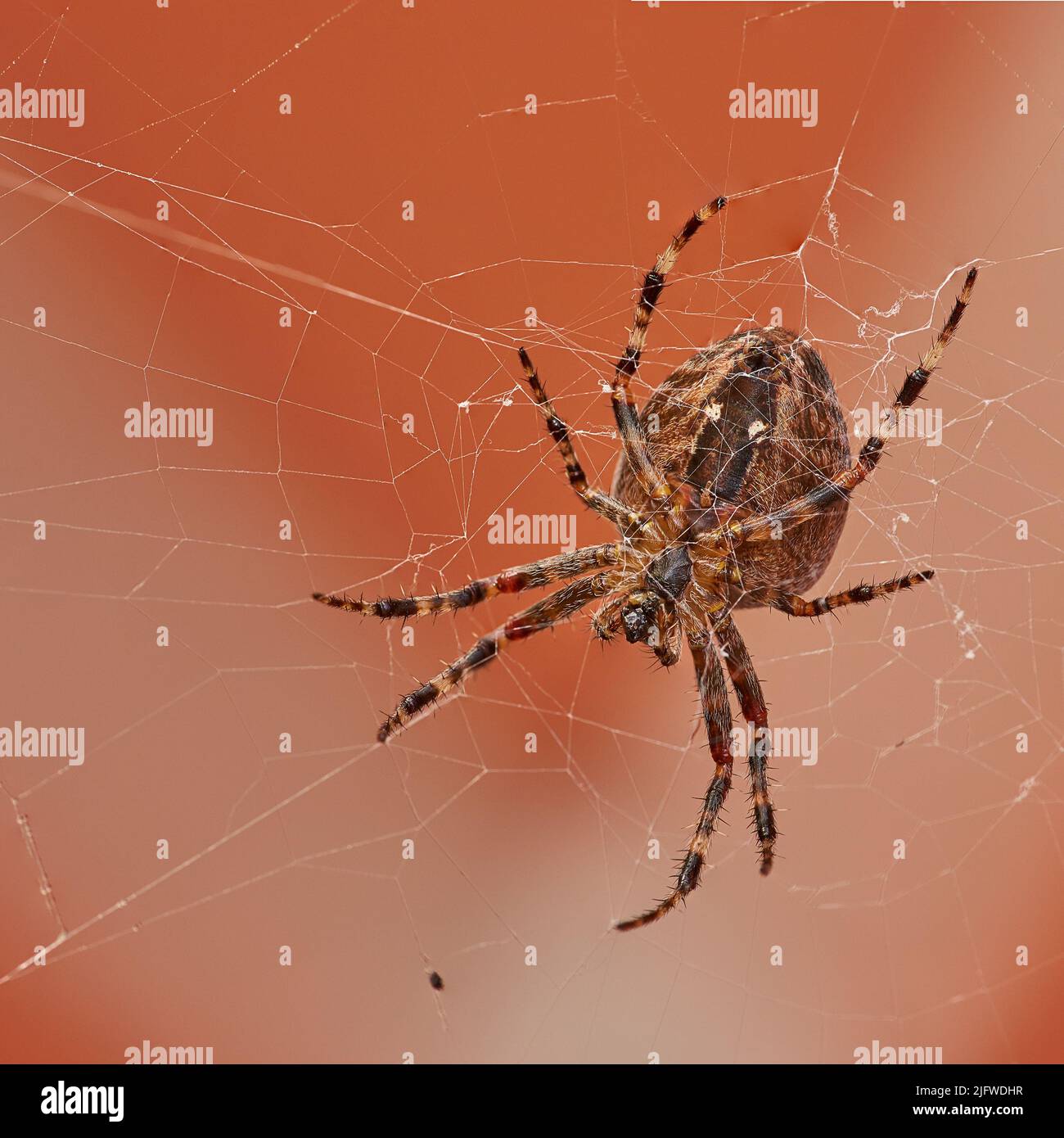 Unten Nahaufnahme eines Walnussorbwebers in einem Netz, isoliert vor einem weiß-orangen Hintergrund. Gestreifte braune und schwarze Spinne. Die Nuctenea umbraca ist ein Stockfoto