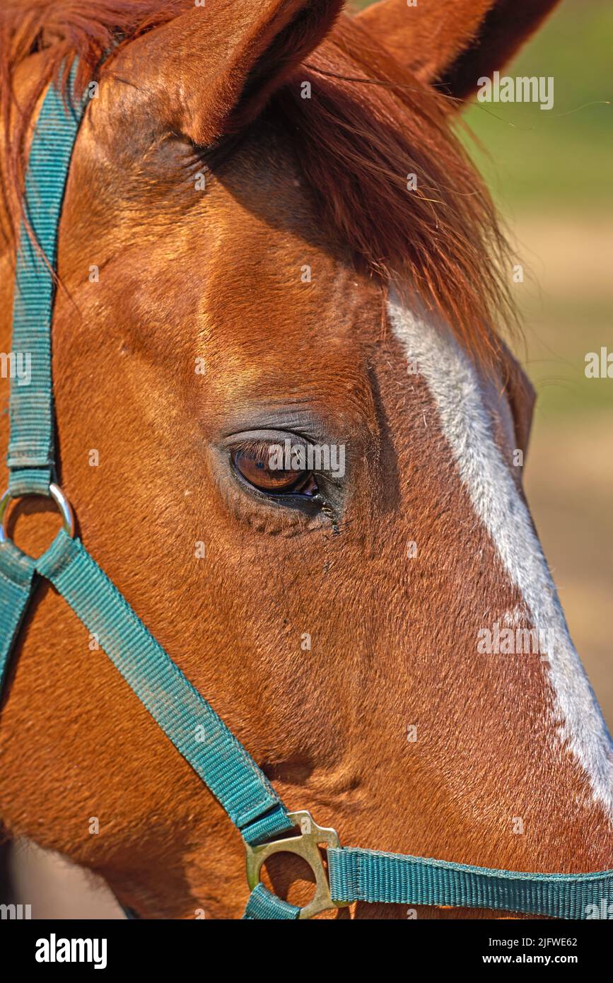 Nahaufnahme eines braunen Pferdes mit einem Geschirr. Gesicht- und Augendetails eines Rennpferdes. Ein Kastanien- oder Lorbeerpferd oder domestiziertes Tier mit weicher, glänzender Mähne und Stockfoto