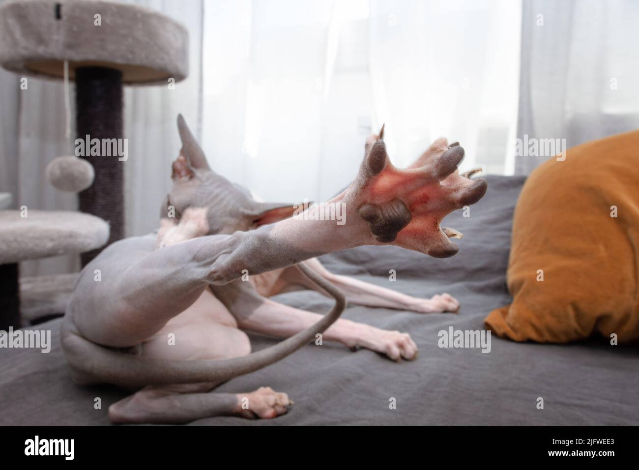 Häusliche sphynx-Katze, die sich selbst aufreisst. Inneneinrichtung Stockfoto