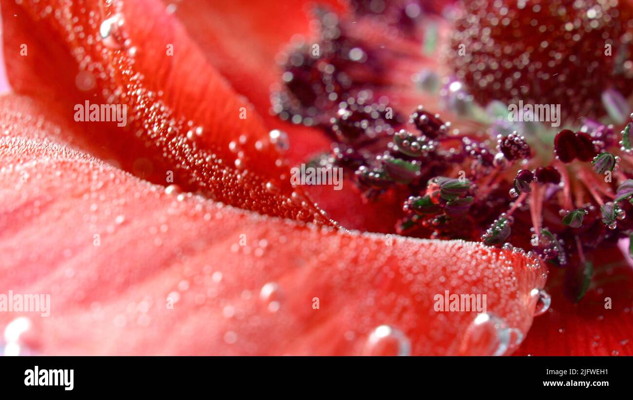 Die Innenseiten sind rot.Stock Footage.leuchtend rote Blüten im Wasser, die entfernt werden und sie zeigen kleine Blasen, die sich auf ihnen ansammeln. Hochwertige F Stockfoto