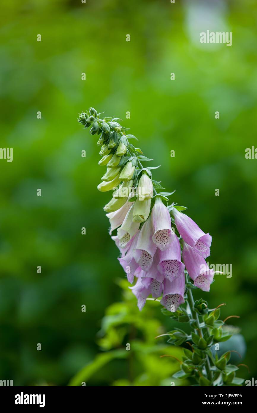 Nahaufnahme von leuchtenden, violetten oder rosa Fuchshandschuhblumen, die in einem abgelegenen Feld oder Hausgarten blühen und wachsen. Gruppe von zarten, frischen Sommerpflanzen Stockfoto
