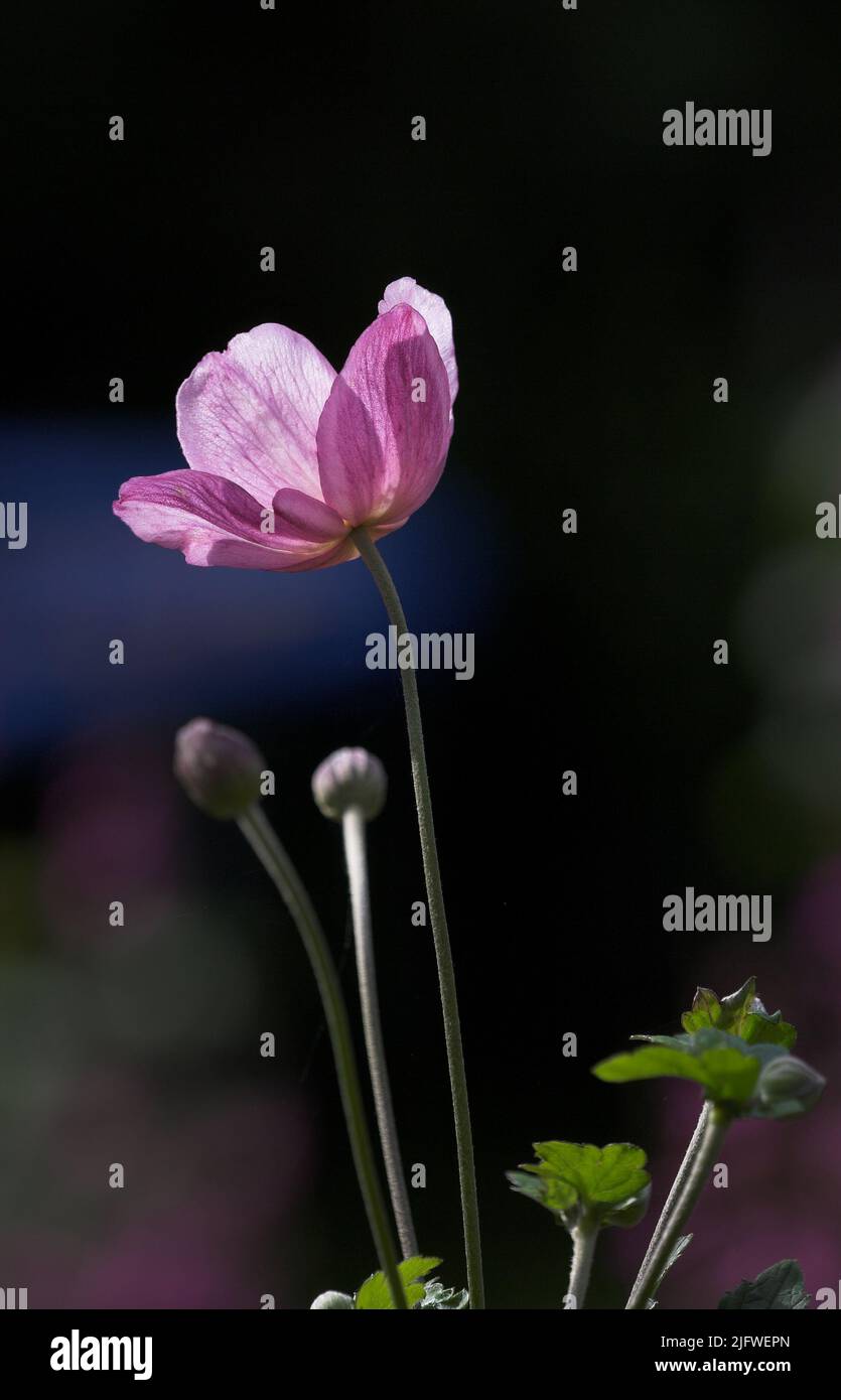 Eine rosa japanische Anemonblüte mit Blütenblättern, Staubgefäßen und Pollen. Wunderschöne violette Pflanzen, die vor einem dunklen Naturhintergrund blühen. Strahlend wild Stockfoto