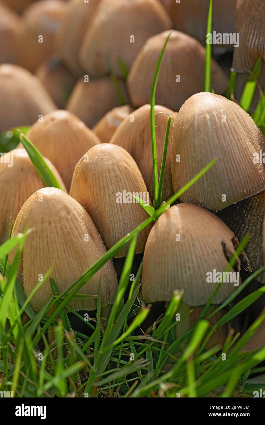 Common Ink Caps oder Pilze wachsen auf grünem Gras im Freien auf dem Rasen oder im lokalen Park. Eine Gruppe von Pilzarten, die sich auf der Weide ausbreiten. Obst Stockfoto
