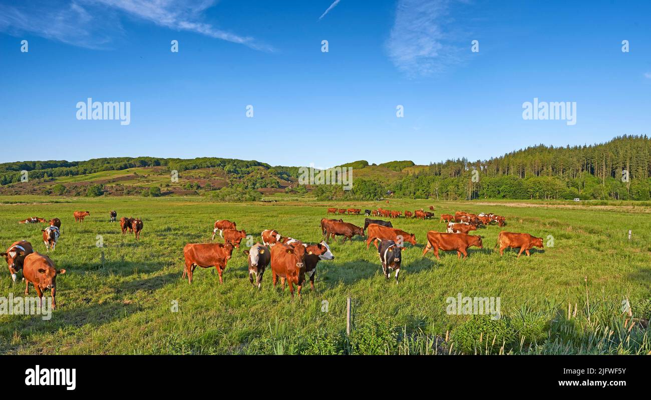 Kopieren Sie Platz mit Kühen, die Gras fressen auf einem Feld in der ländlichen Landschaft mit blauem Himmel. Viehzucht und Viehzucht auf einer Ranch für das Rindfleisch und Stockfoto