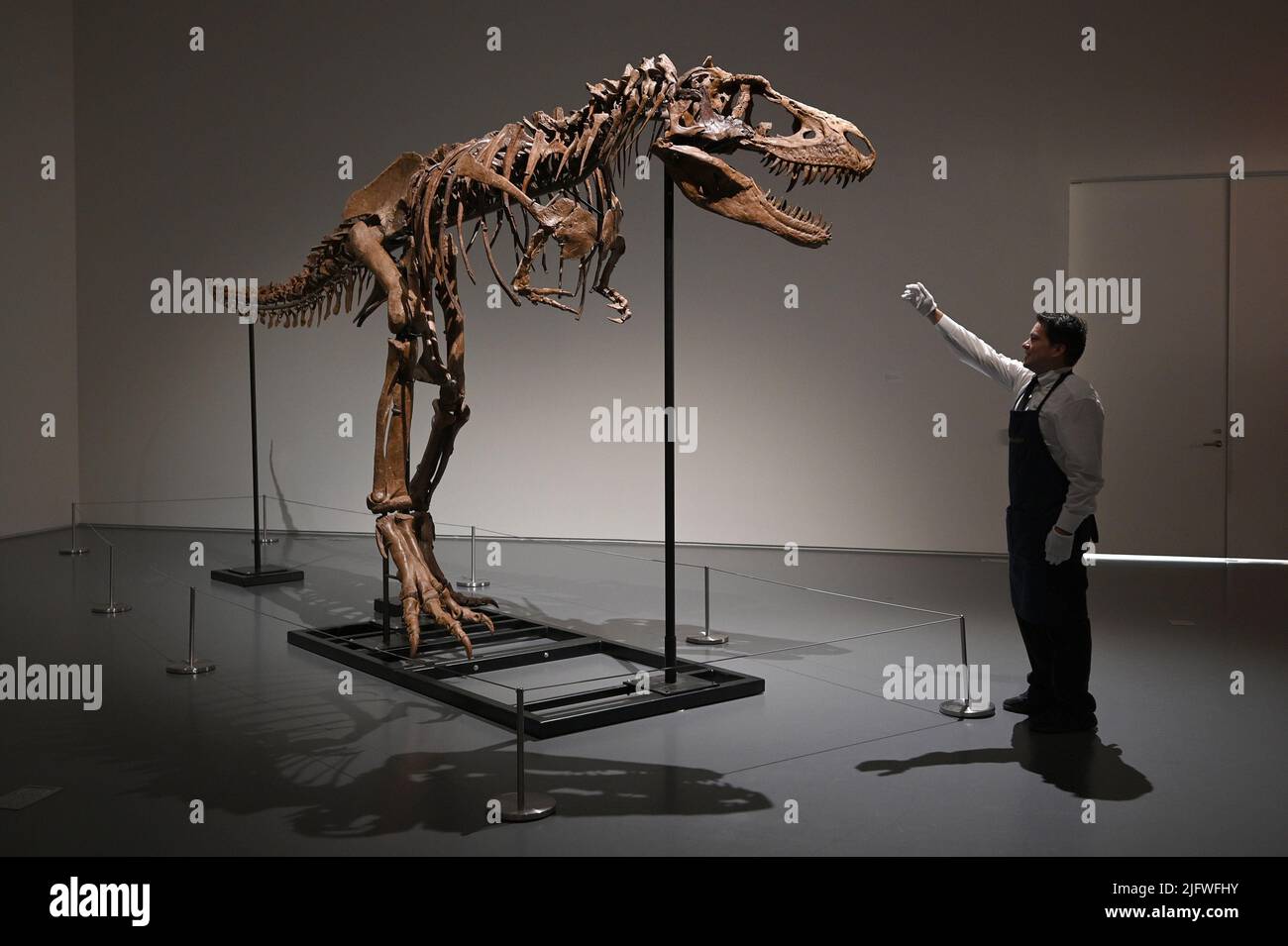 New York, USA. 05.. Juli 2022. Der Kunstführer Tony Cavieles steht neben einem Gorgosaurus Skelett, das am 5. Juli 2022 bei Sotheby's in New York, NY, enthüllt wurde. Das 10 Meter hohe Dinosaurier-Exemplar ist mit einer Schätzung von $5 bis $8 Millionen das Highlight von Sotheby's Geek Week Sale Series.(Photo by Anthony Behar/Sipa USA) Credit: SIPA USA/Alamy Live News Stockfoto