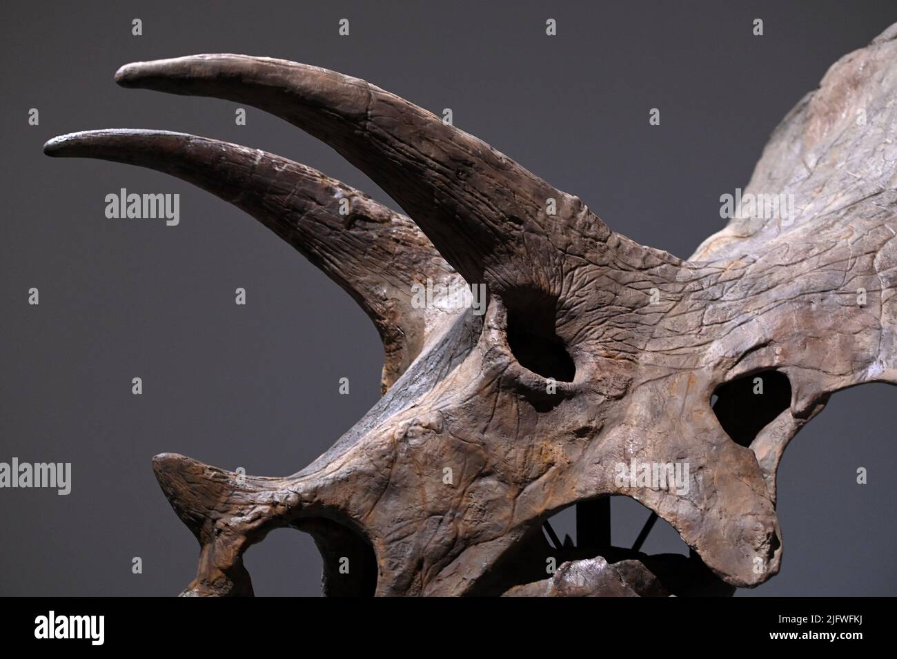 New York, USA. 05.. Juli 2022. Ein Triceratops-Schädel ist am 5. Juli 2022 bei Sotheby's in New York, NY, zu sehen. (Foto von Anthony Behar/Sipa USA) Quelle: SIPA USA/Alamy Live News Stockfoto