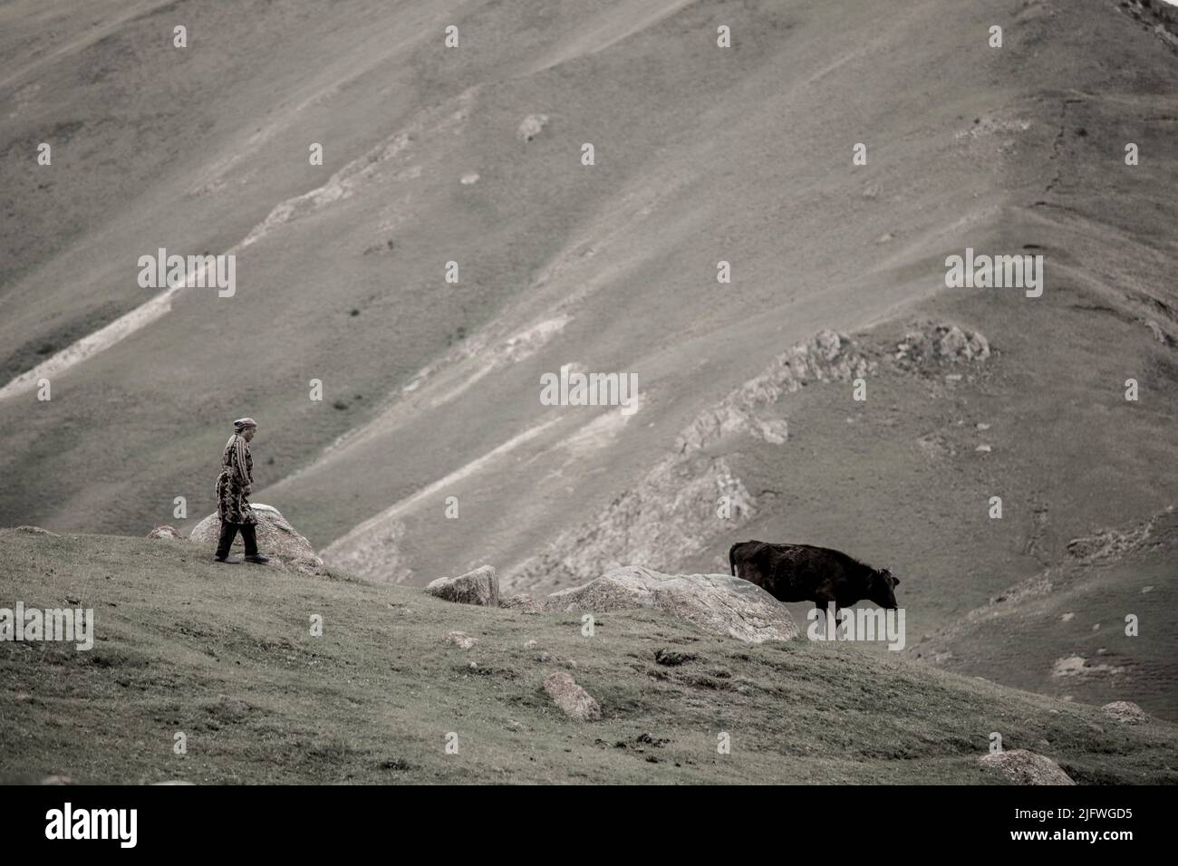 Tian Shan Mountains: Eine nomadische Frau sammelt morgens ihre Kühe, während sie von hohen Bergen umgeben ist. Stockfoto