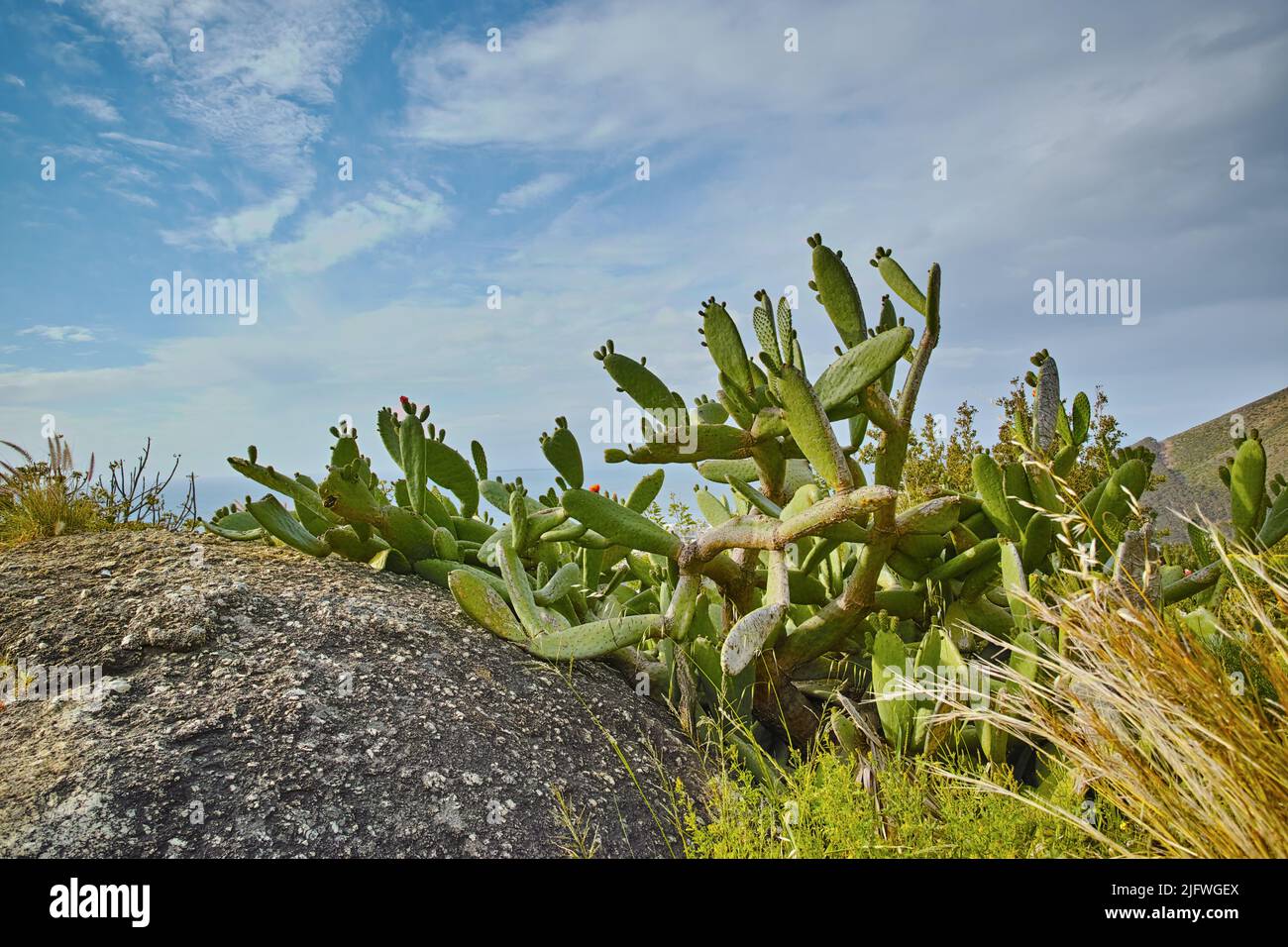 Nahaufnahme von Sukkulenten und wildem Gras, das zwischen Küstenfelsen wächst. An einem bewölkten Tag wachsen unbeugte südafrikanische Pflanzen am Meer. Fynbos und Kakteen Stockfoto