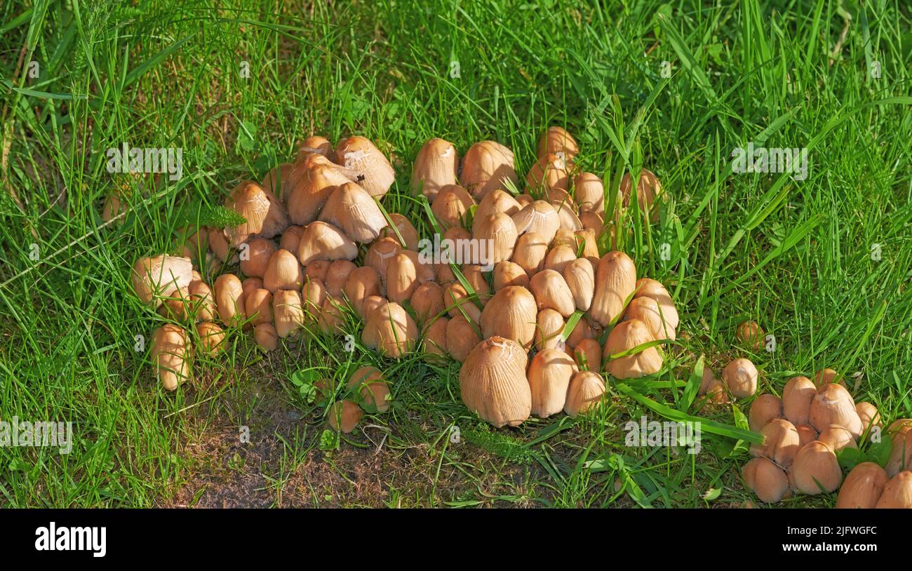 Ein auf dem Gras verstreuter, braun strukturierter Tintendeckel-Pilz. Ein Haufen Sprossen umgeben von einem großen Buschrasen auf dem Feld in einem Hinterhof an einem sonnigen Tag Stockfoto