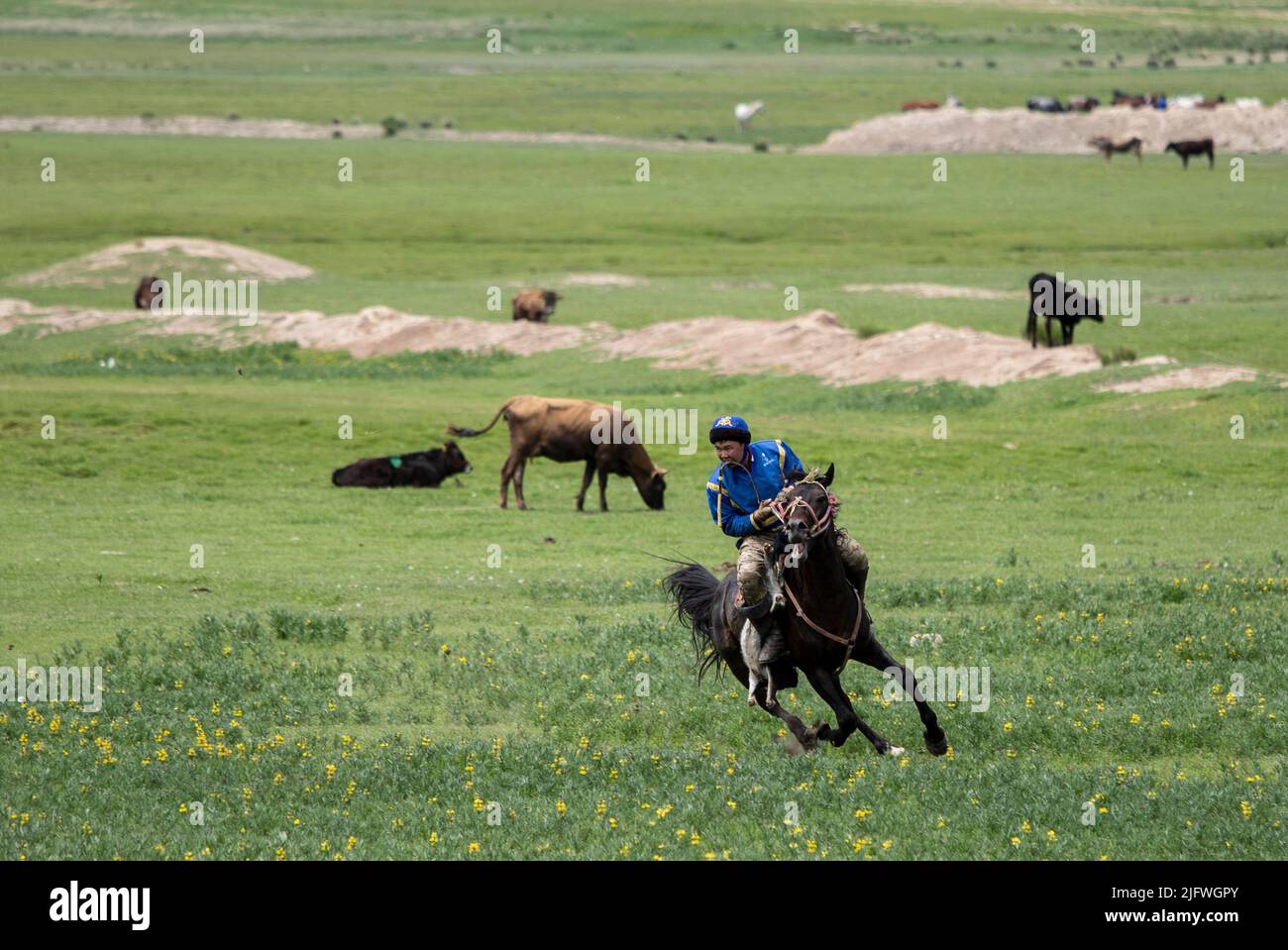 Männer spielen auf einem Feld in Kirgisistan eine Partie Kok Boru oder totes Ziegenpolo. Stockfoto