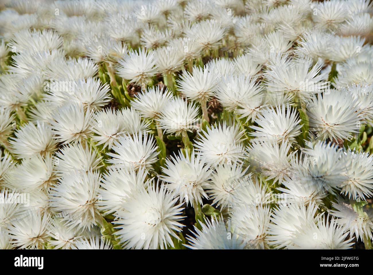 Fynbos pflanze Fotos und Bildmaterial in hoher Auflösung Alamy