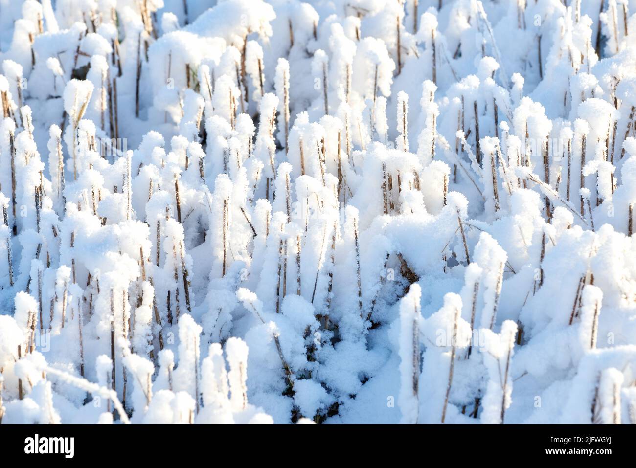 Nahaufnahme der weißen, schneebedeckten Waldlandschaft an einem Wintertag. Frostiger Gartenboden im Schnee erhalten. Zweige auf dem Holzboden bedeckt mit dichtem, eisigen Stockfoto