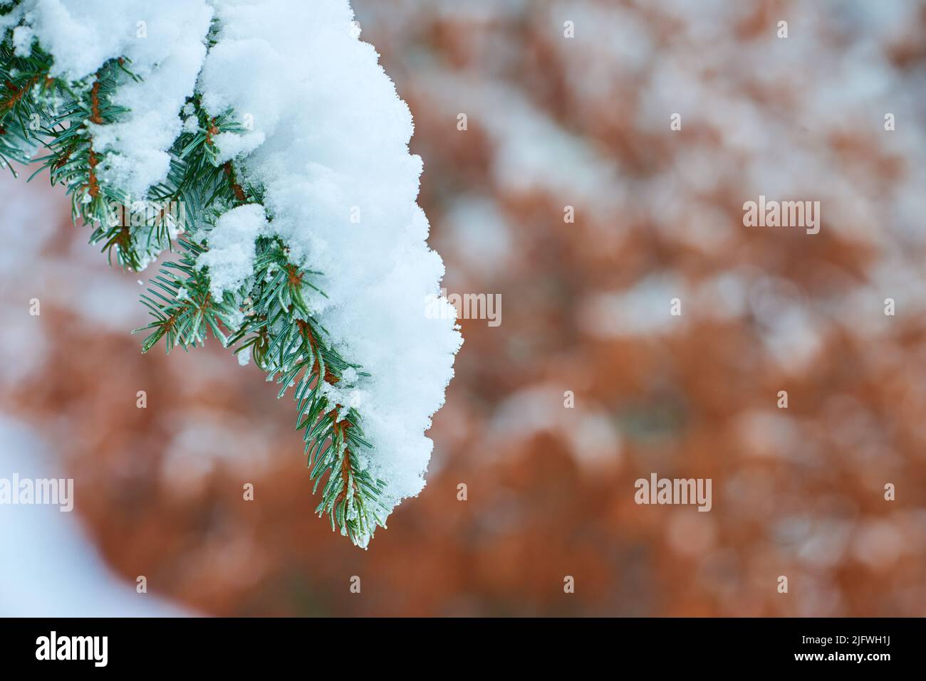 Nahaufnahme von weißem Schnee auf Tannenbaum Ast draußen am Wintertag isoliert auf Bokeh Hintergrund mit Kopierraum. Makro von frostigen Fichten- oder Zedernzweigen Stockfoto