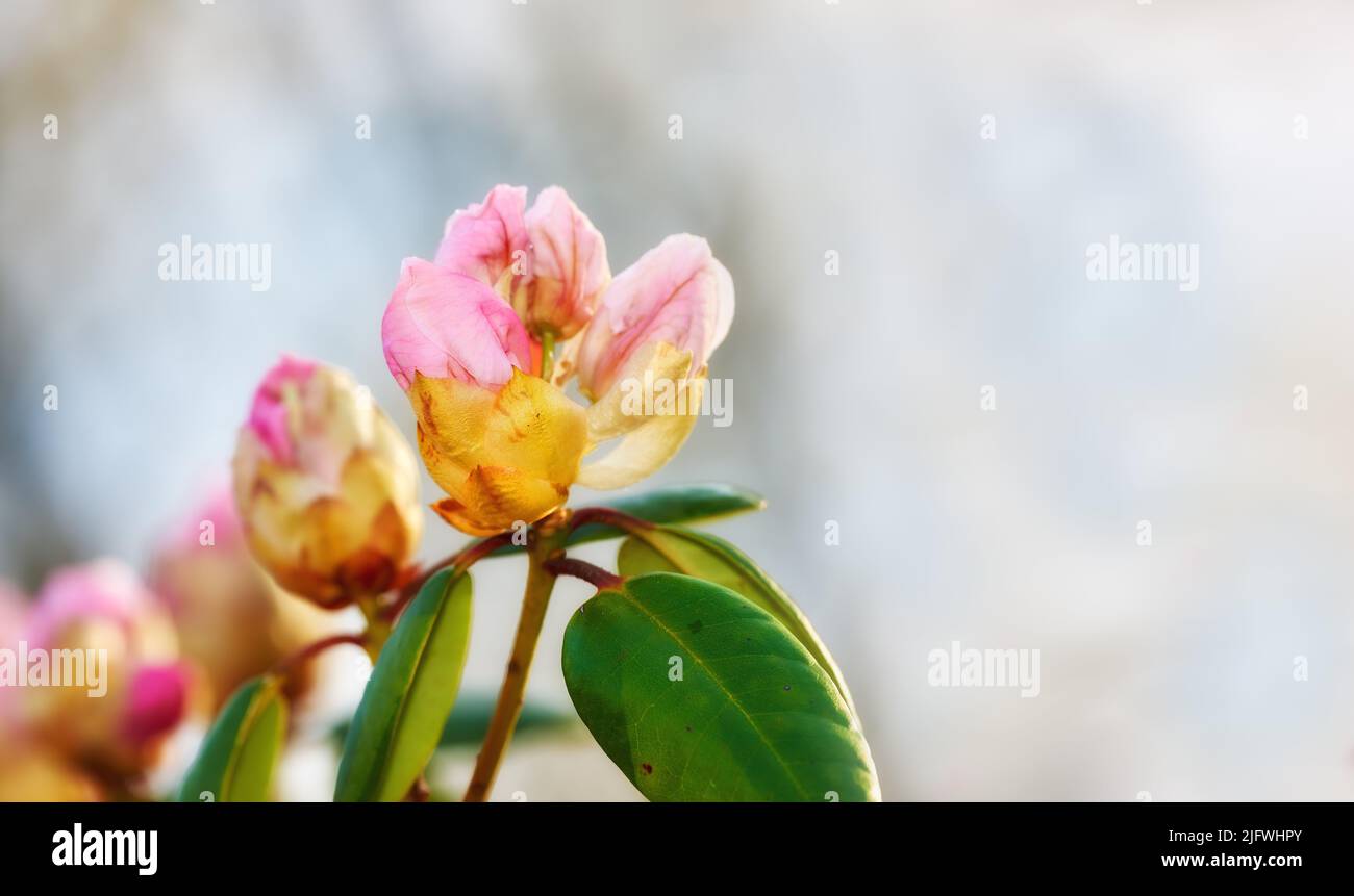 Nahaufnahme von rosa Blüten in einem Park im Frühling draußen. Rhododendron blüht im Begriff zu öffnen wächst in einem Busch vor einem verschwommenen grauen Hintergrund in Stockfoto