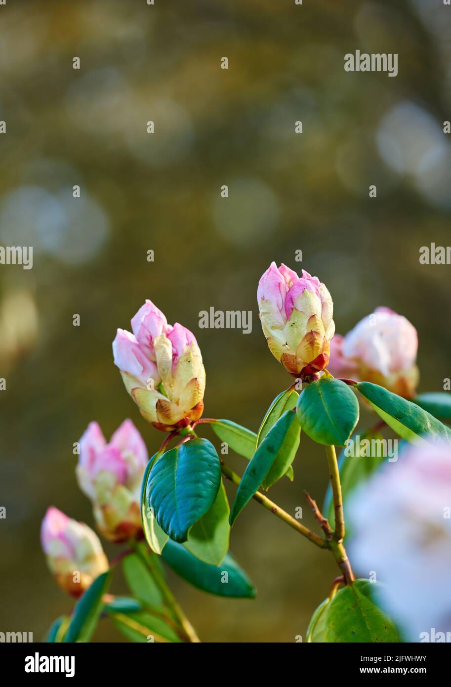 Nahaufnahme von rosa Blüten in einem Park im Frühling draußen. Rhododendron blüht im Begriff zu öffnen wächst in einem Busch vor einem verschwommenen grünen Hintergrund in Stockfoto