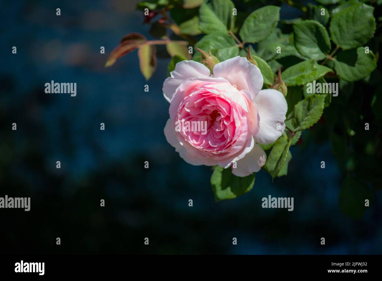 Im Garten blüht eine wunderschöne rosa Rosette Stockfoto