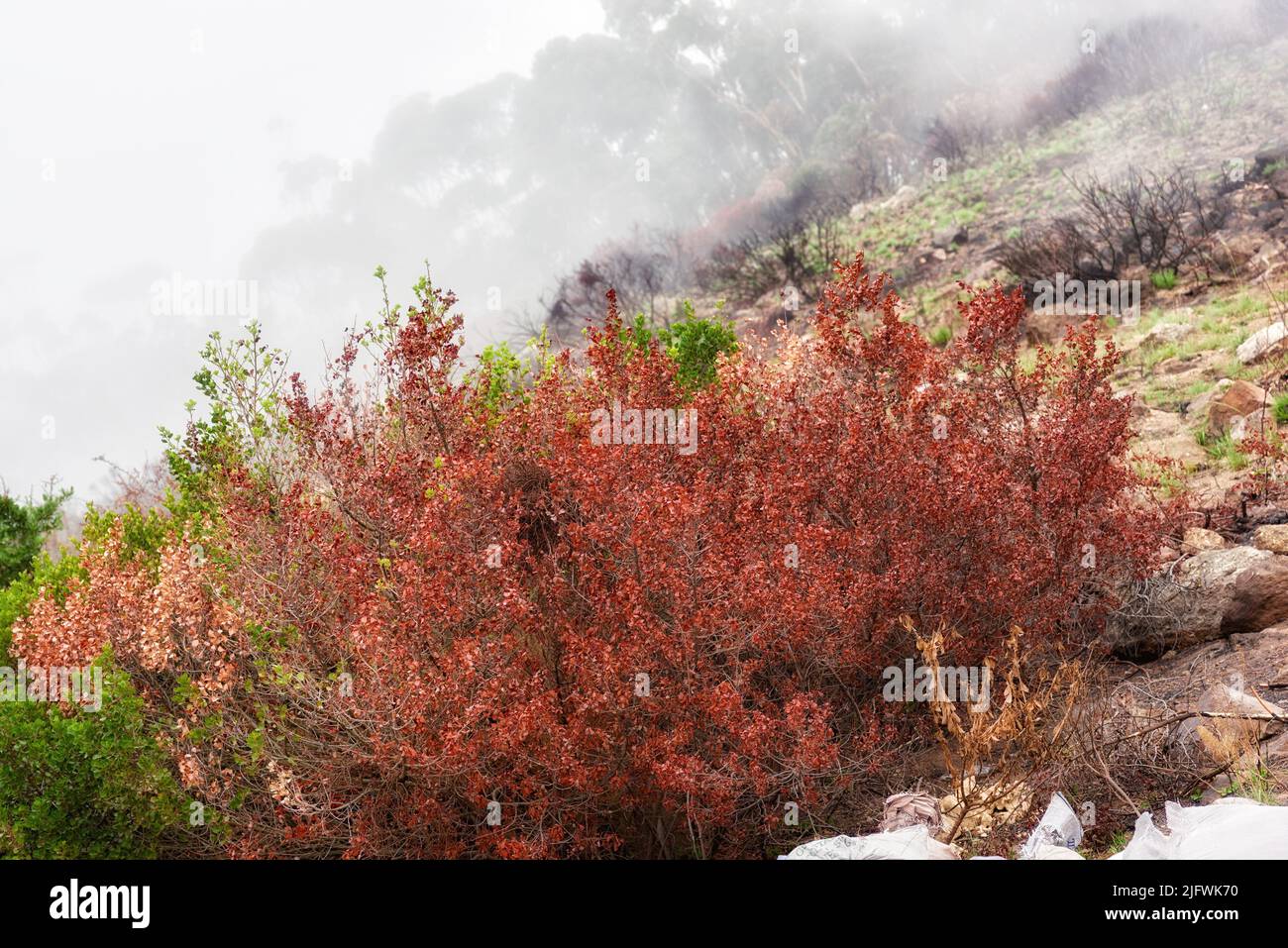 Bunte Sträucher auf einer Berglandschaft an einem nebligen Morgen in der Natur mit Copyspace. Die Blätter ändern sich mit der Jahreszeit in der Wildnis. Ein Lauffeuer Stockfoto