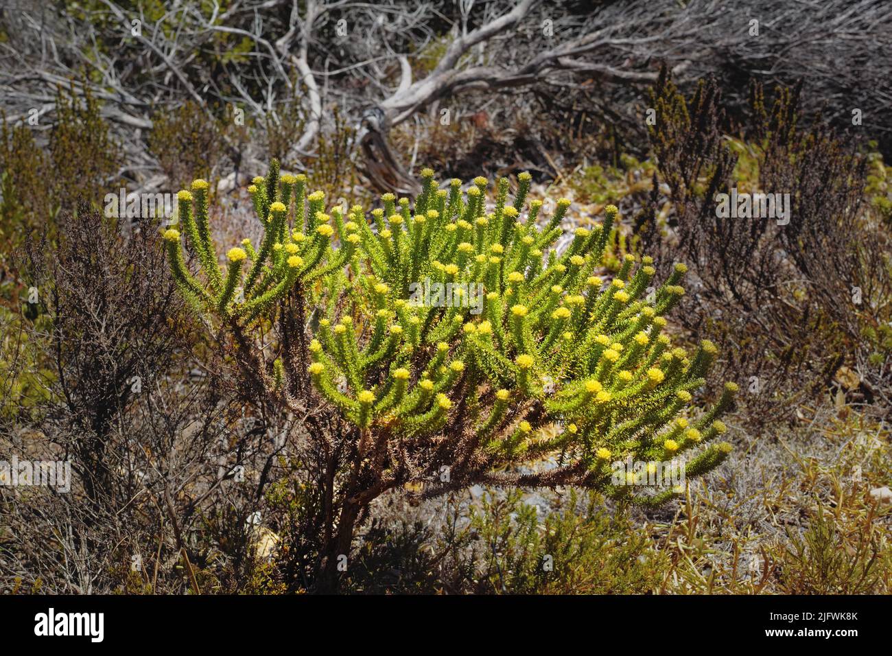 Fynbos im Table Mountain National Park, Cape of Good Hope, Südafrika. Nahaufnahme der malerischen Landschaft mit feinen Busch einheimischen Pflanzen und Stockfoto