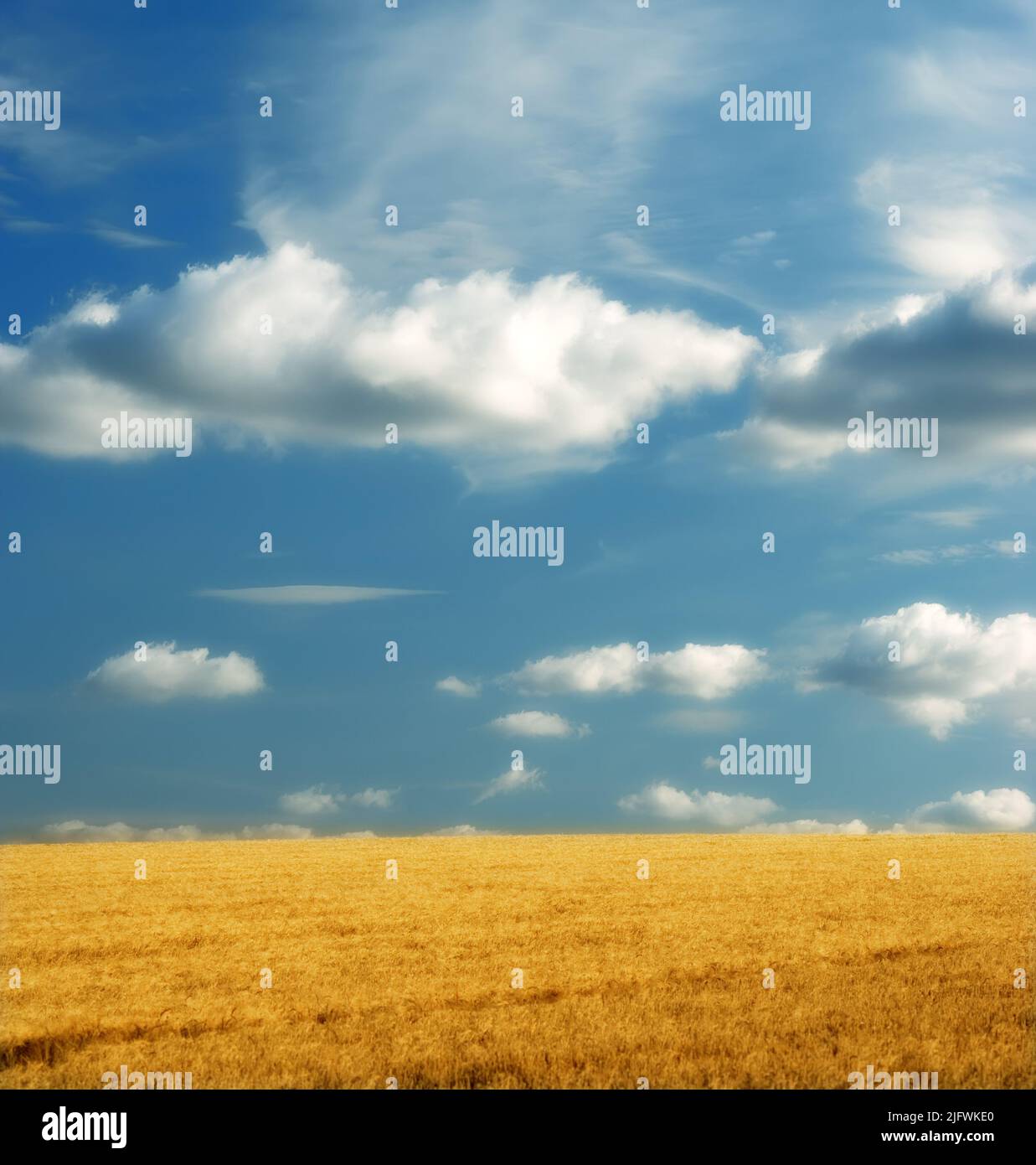 Gelbes Maisfeld vor einem blauen Himmel mit Wolken. Friedliche Naturszene mit lebendigen, hellen Farben. Weizen wächst auf einem ländlichen Bio-Bauernhof. Nachhaltig Stockfoto